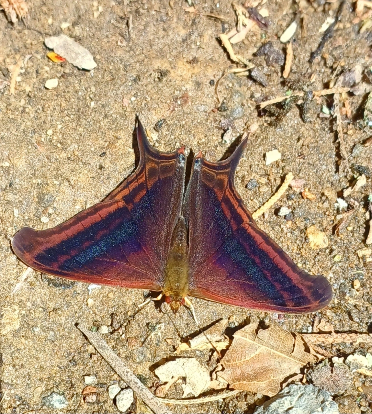 Marpesia zerynthia, insetos, fotografado em Maromba, Visconde de Mauá