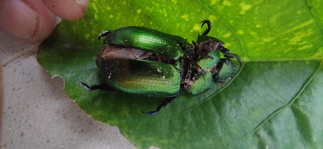 Pelidnota cyanipes, insetos, fotografado em Maresias, São Sebastião
