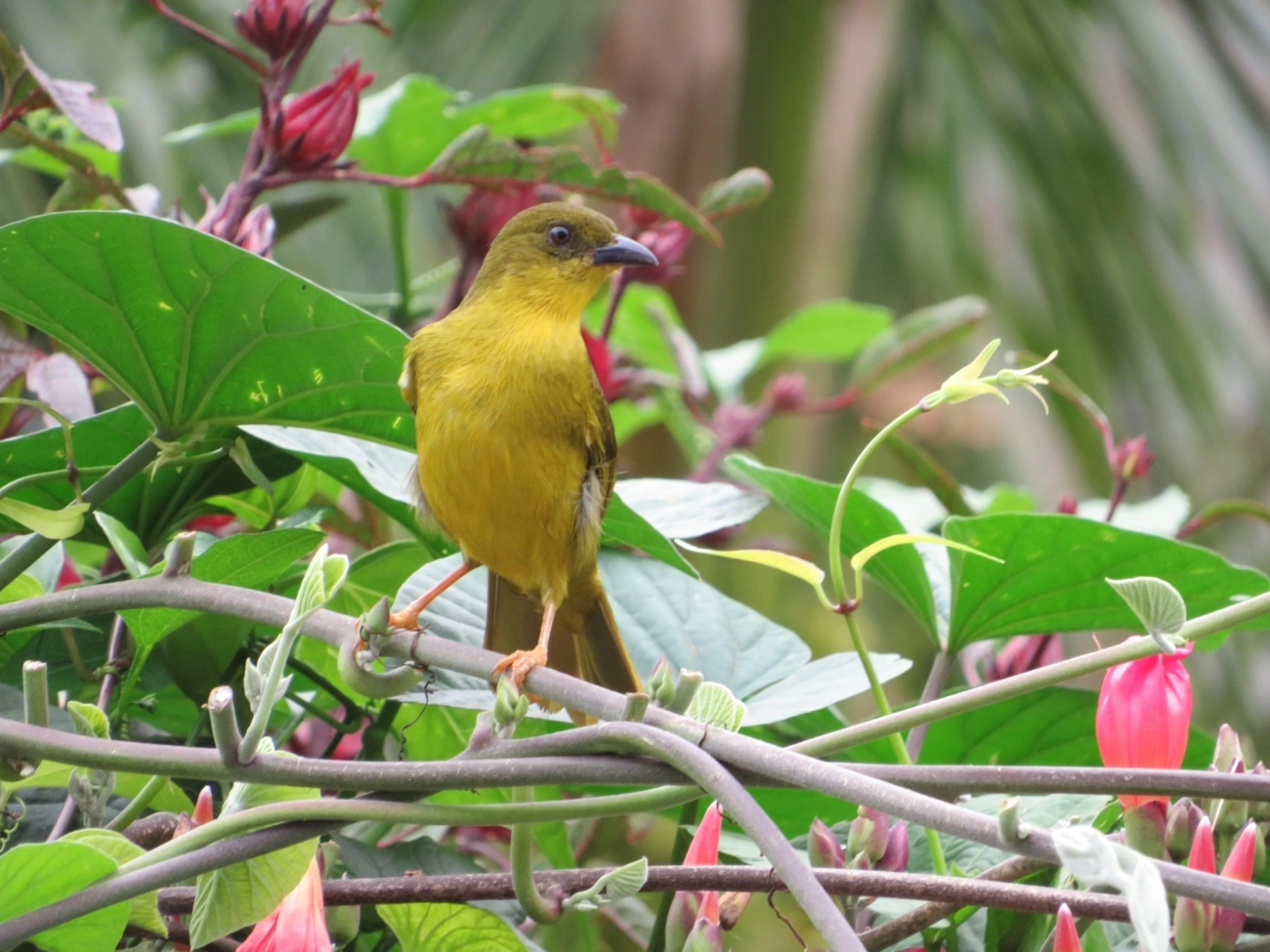 Catirumbava (Orthogonys chloricterus), aves, fotografado em Maresias, São Sebastião
