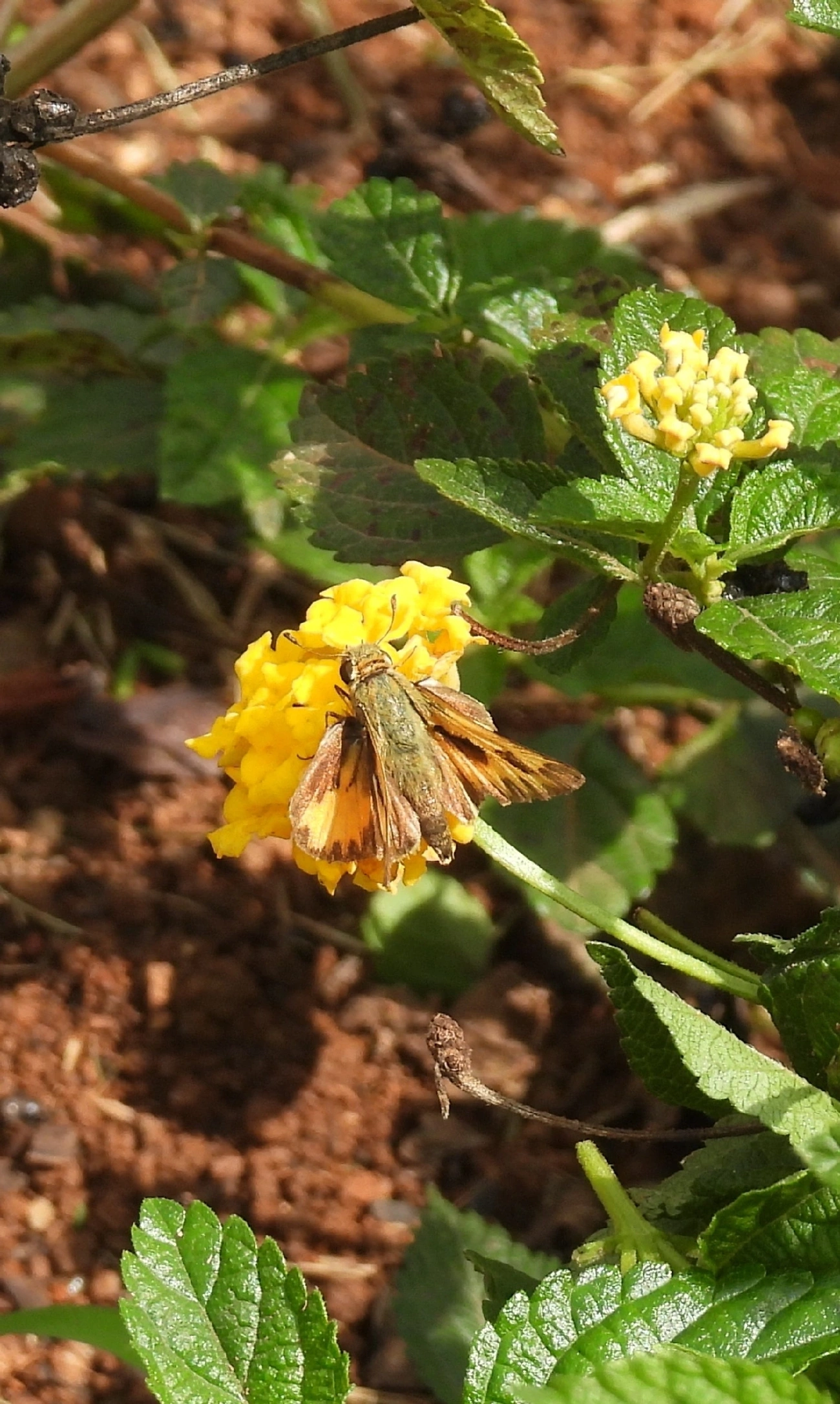 Hylephila phyleus, insetos, fotografado em Bragança Paulista