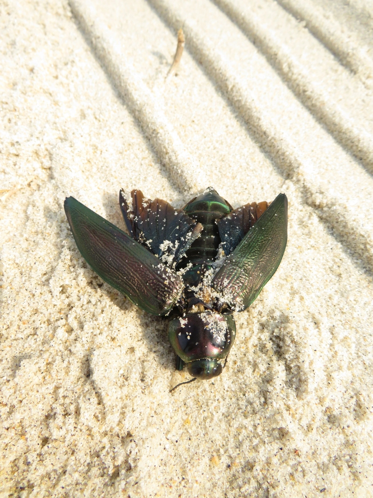 Besouro-jóia-gigante (Euchroma giganteum), insetos, fotografado em Maresias, São Sebastião