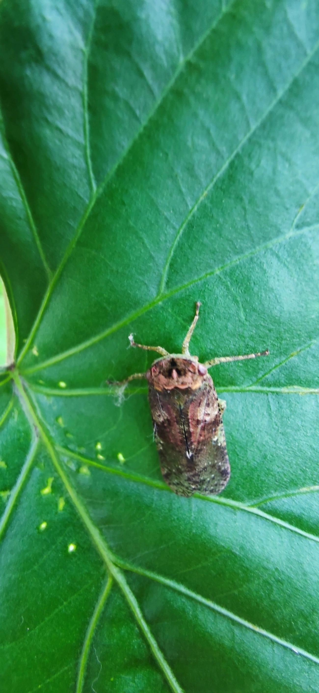 Calyptoproctus, insetos, fotografado em Maresias, São Sebastião
