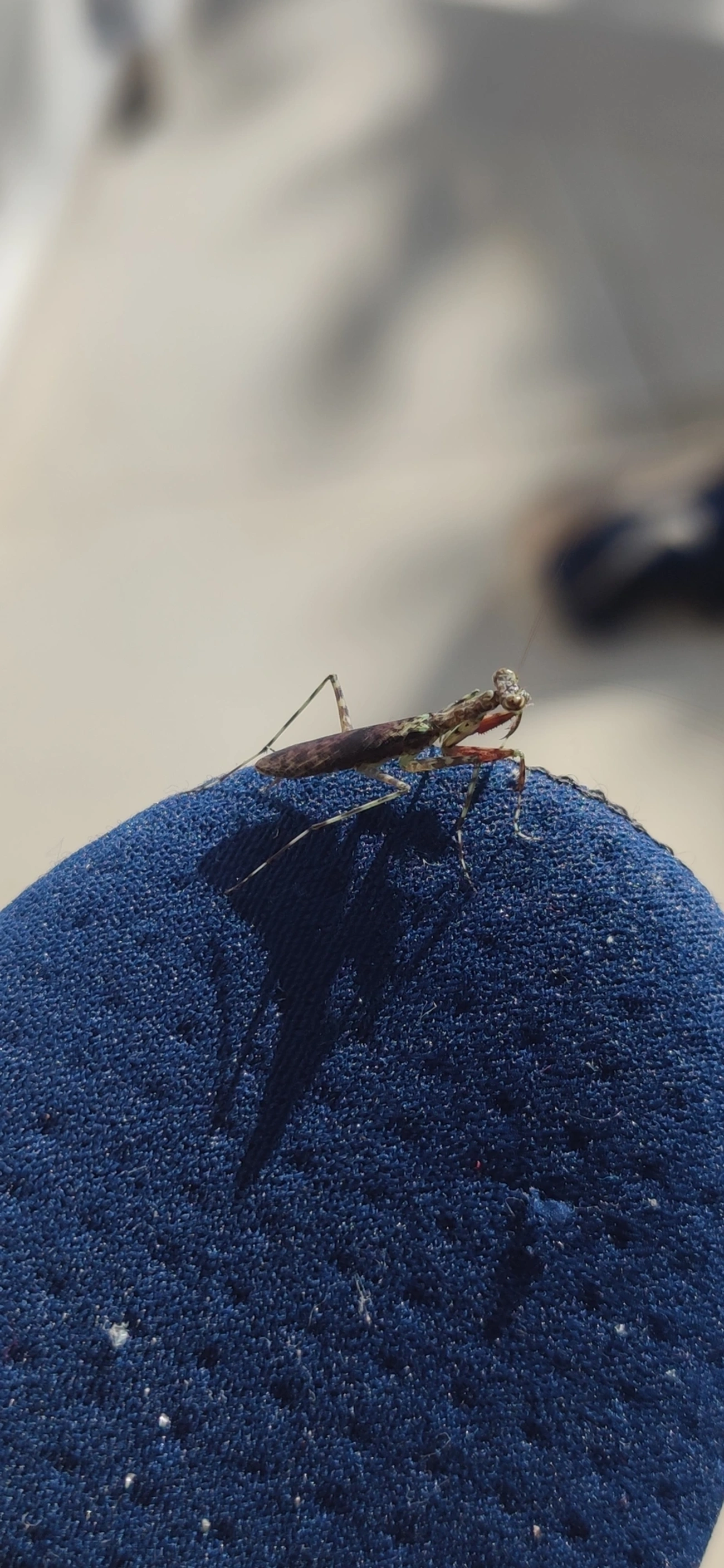 Liturgusidae, insetos, fotografado em Maresias, São Sebastião