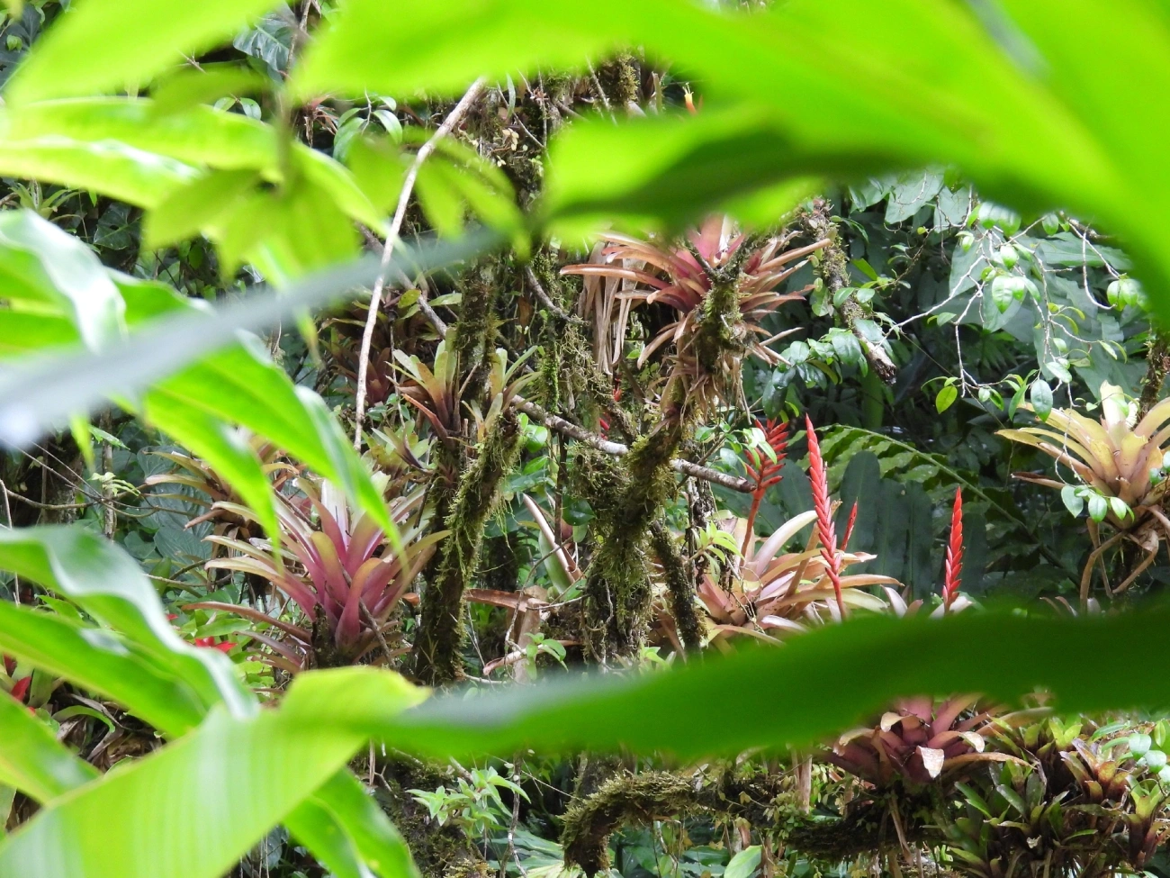 Gravatinha (Vriesea ensiformis), plantas, fotografado em Boiçucanga, São Sebastião
