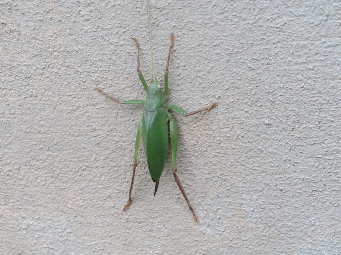Platyphyllum, insetos, fotografado em Maresias, São Sebastião