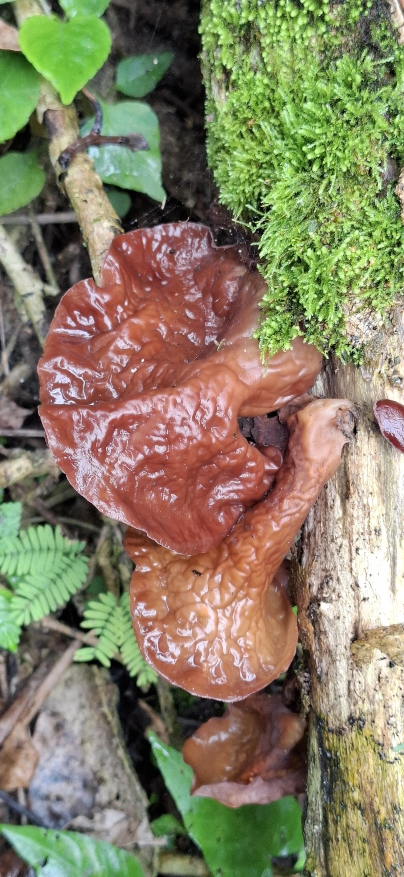Orelha-de-pau-gelatinosa (Auricularia fuscosuccinea), fungos, fotografado em Maresias, São Sebastião