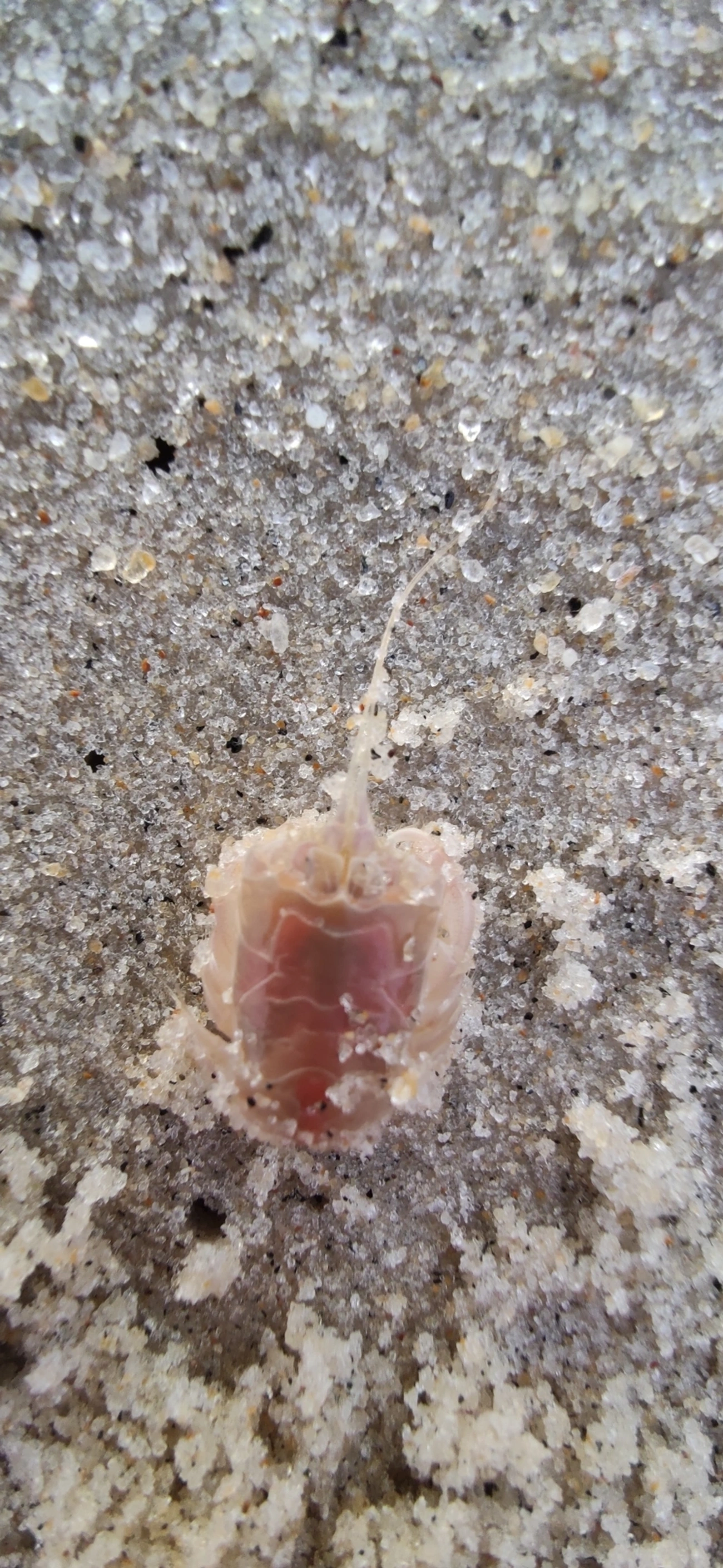 Lepidopa richmondi, crustáceos, fotografado em Maresias, São Sebastião