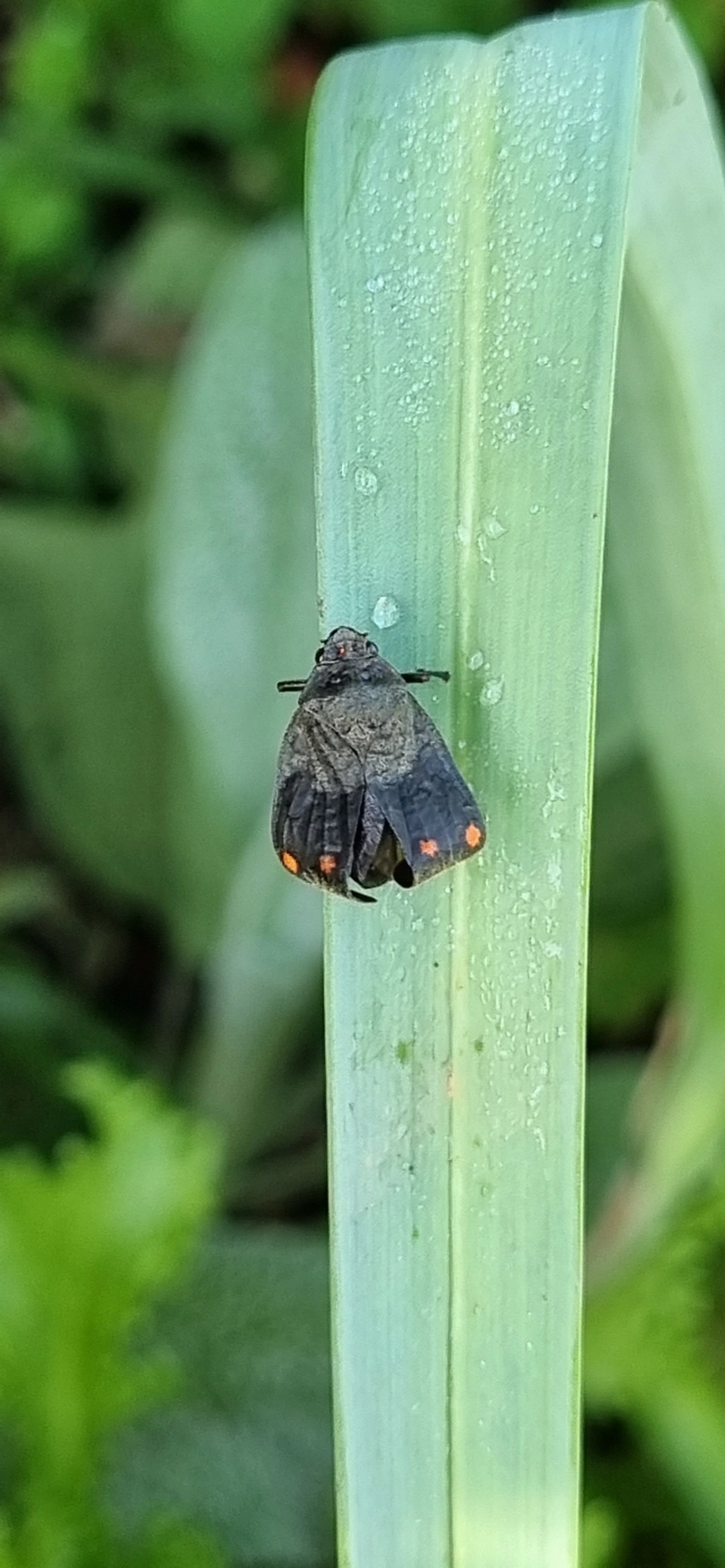 Fulgomorfos (Fulgoromorpha), insetos, fotografado em Maresias, São Sebastião