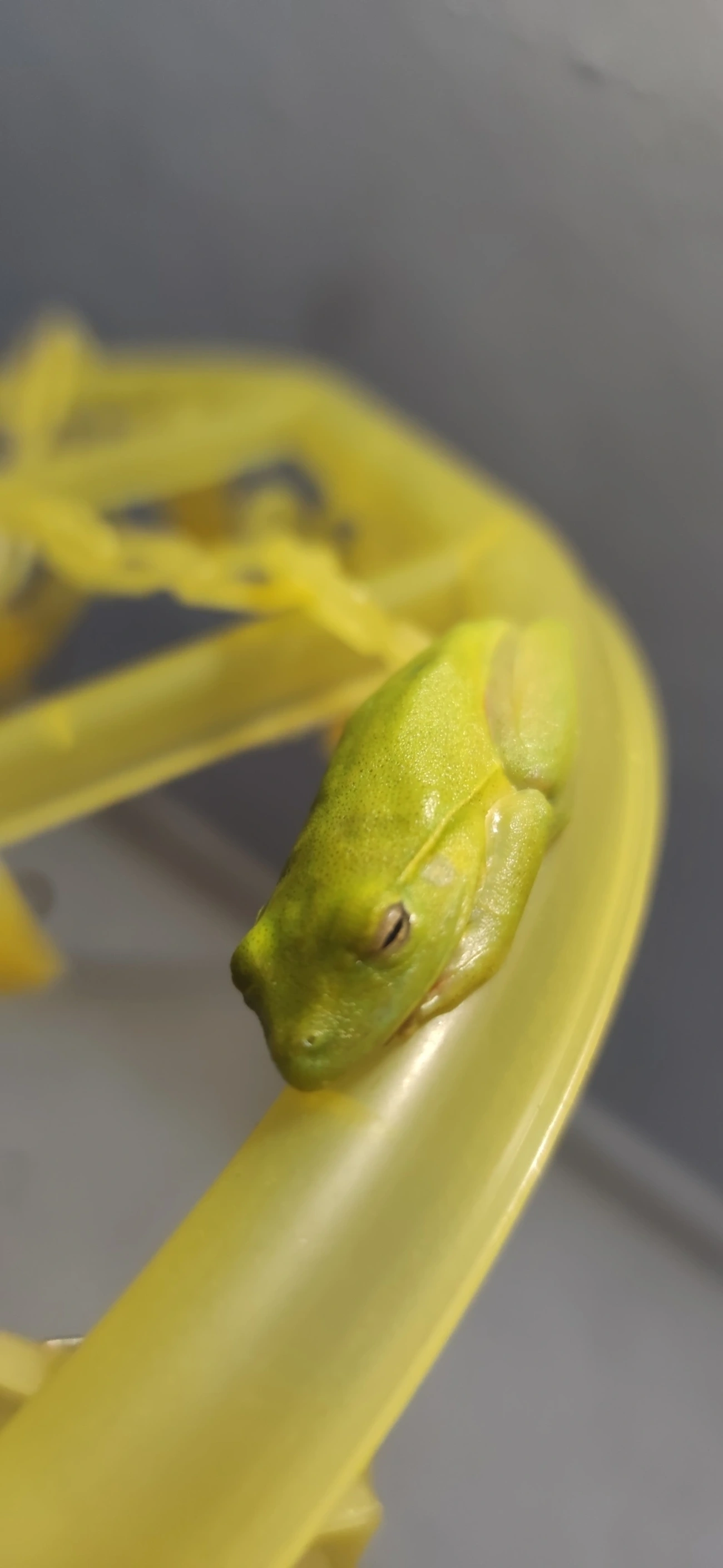 Perereca-araponga (Boana albomarginata), anfíbios, fotografado em Maresias, São Sebastião
