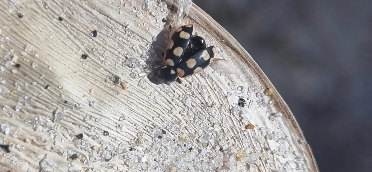 Joaninha (Eriopis connexa), insetos, fotografado em São Sebastião
