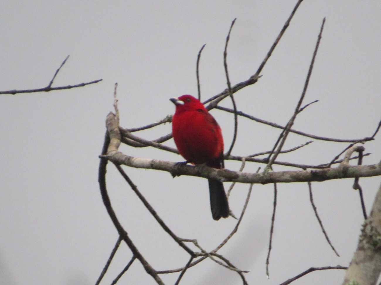 Tiê-sangue (Ramphocelus bresilius), aves, fotografado em Maresias, São Sebastião