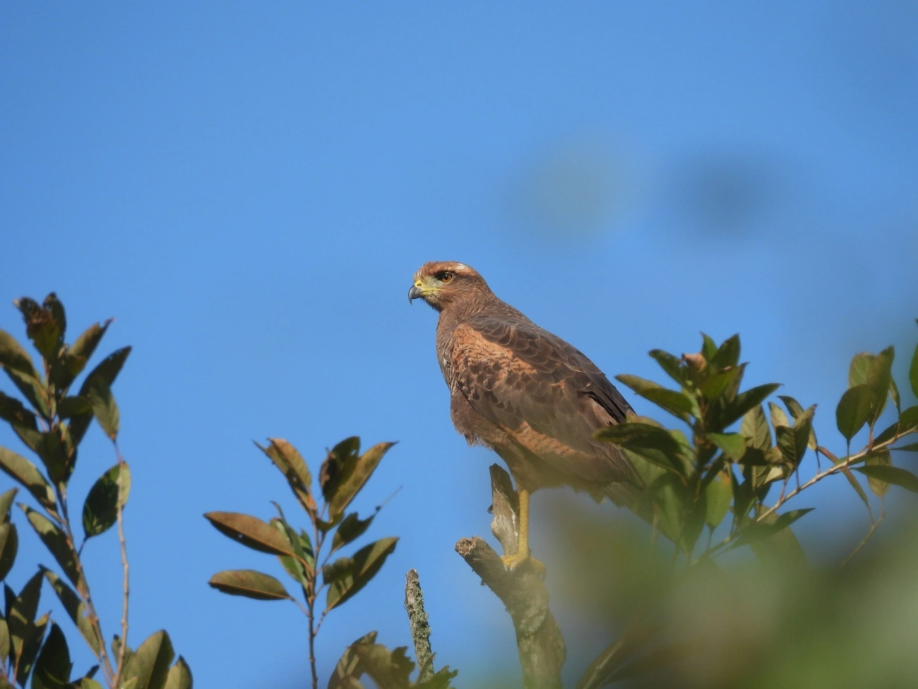 Gavião-caboclo (Buteogallus meridionalis), aves, fotografado em Maresias, São Sebastião