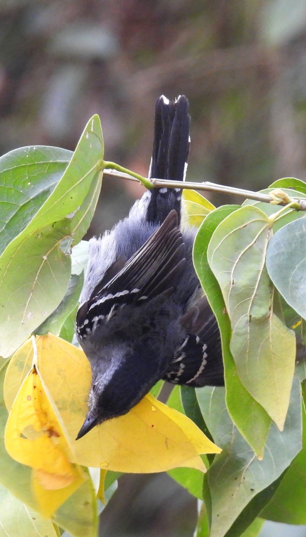 Caneleiro-preto (Pachyramphus polychopterus), aves, fotografado em Socorro
