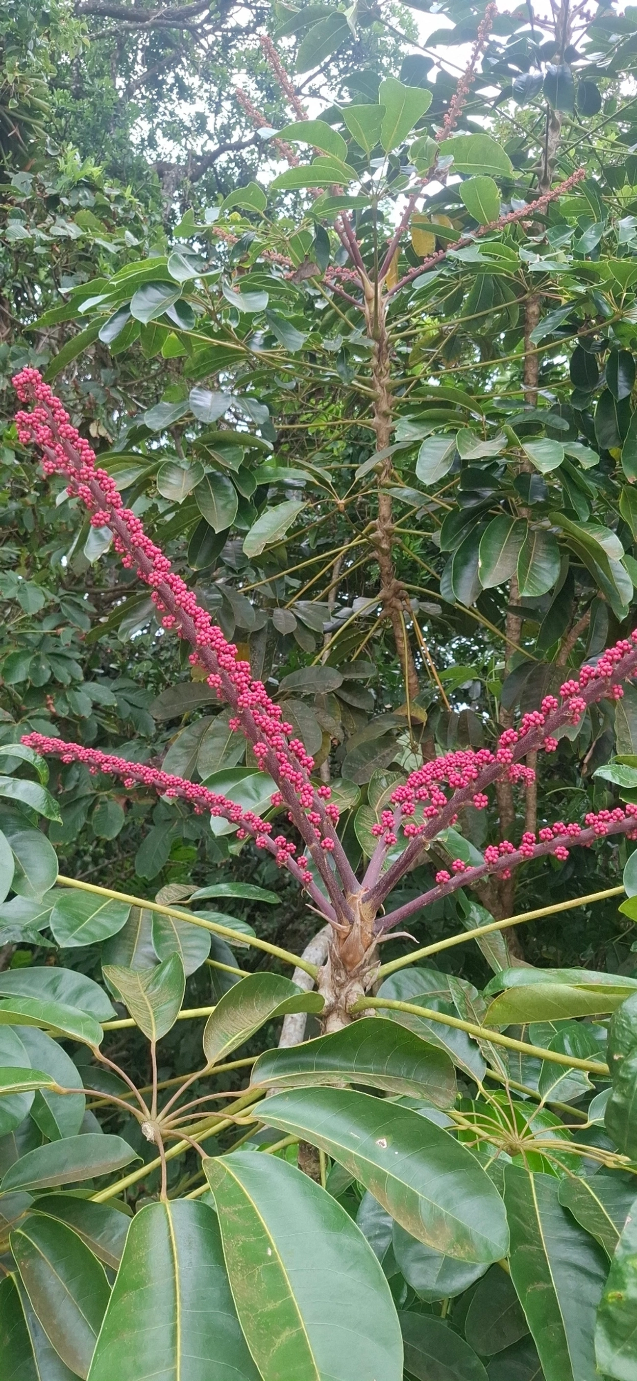 Cheflera-arbórea (Heptapleurum actinophyllum), plantas, fotografado em Maresias, São Sebastião