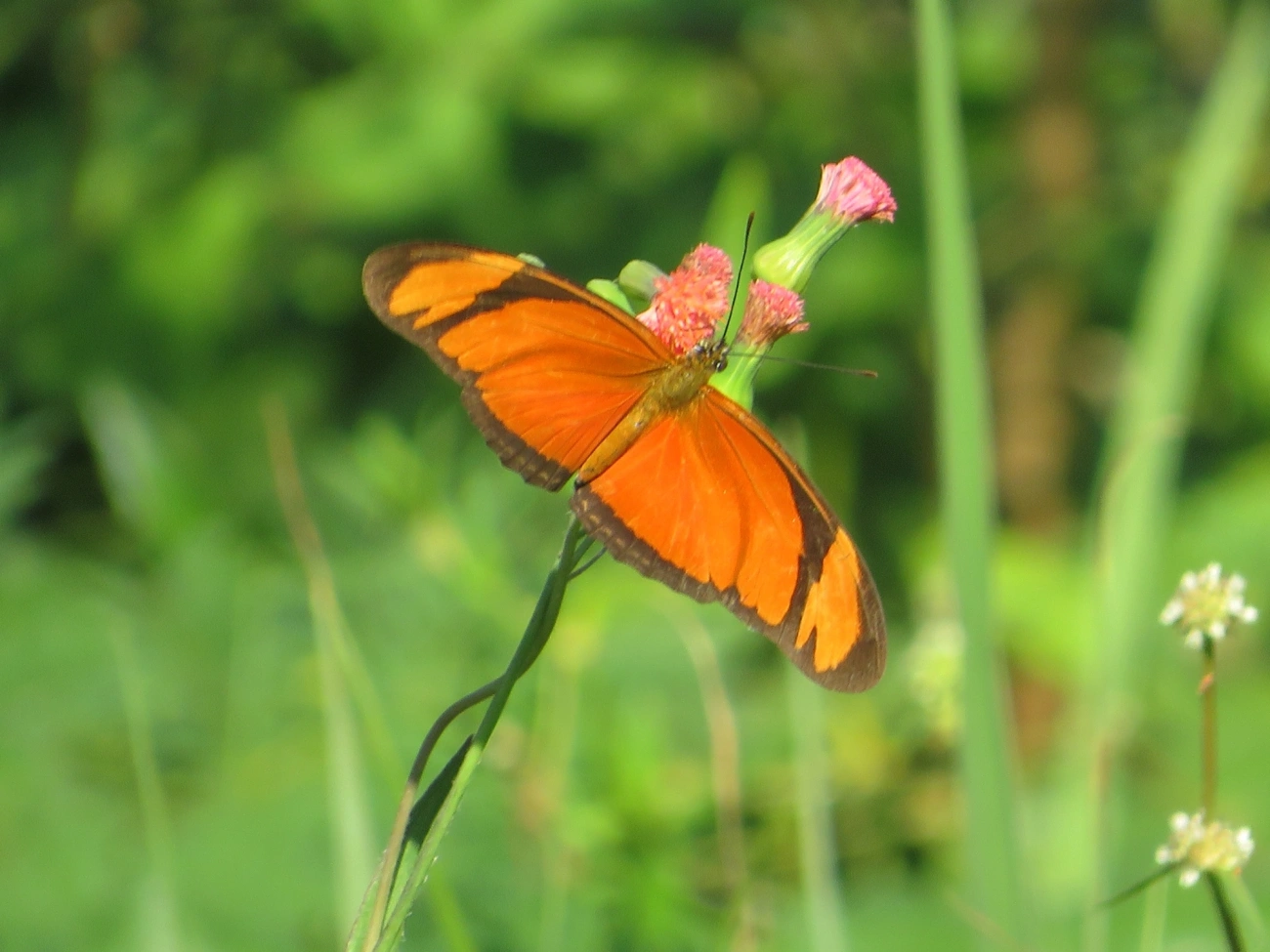Borboleta-flambeau (Dryas iulia), insetos, fotografado em Maresias, São Sebastião