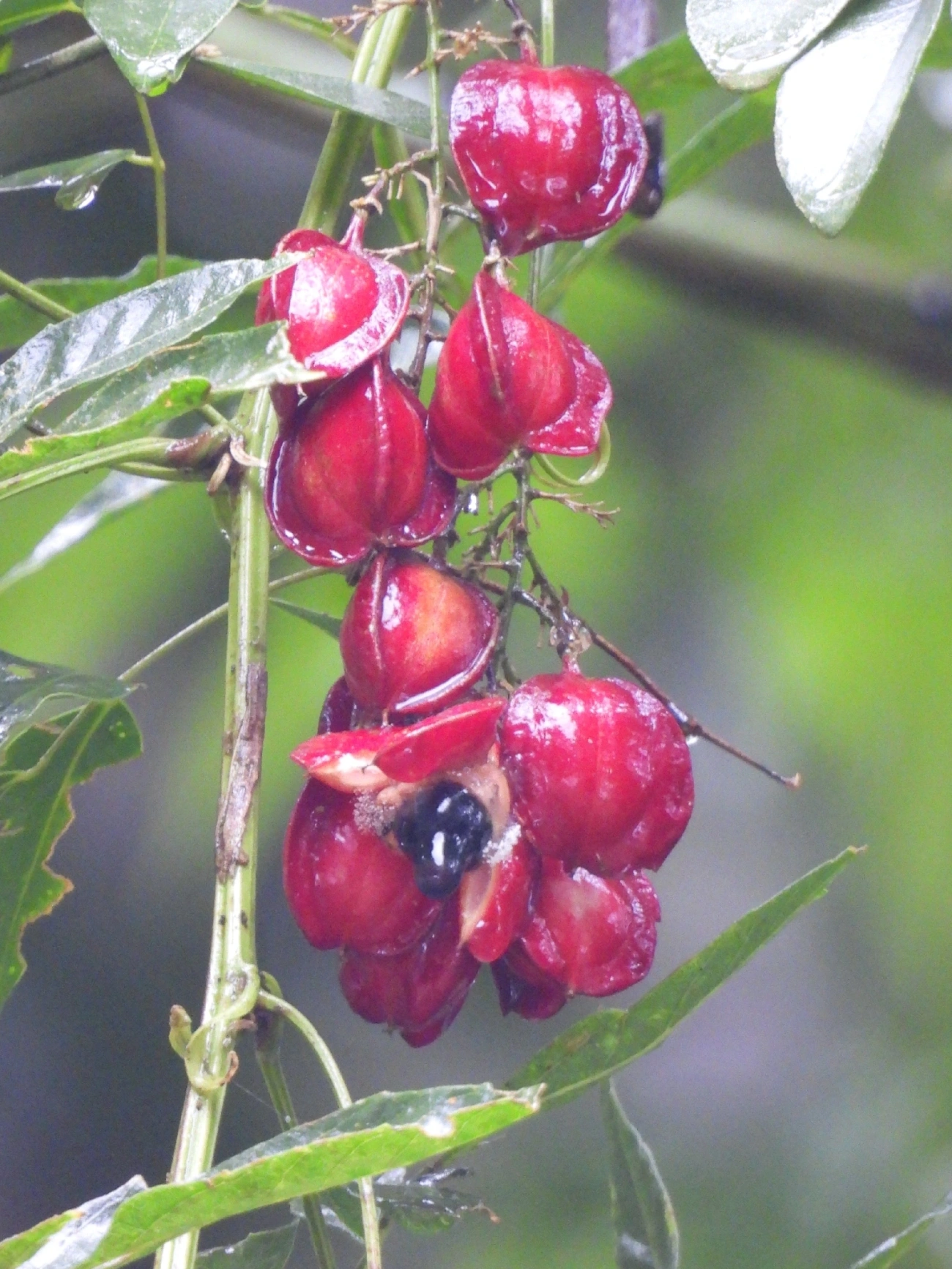 Guaraná triangular (Paullinia meliifolia), plantas, fotografado em Maresias, São Sebastião