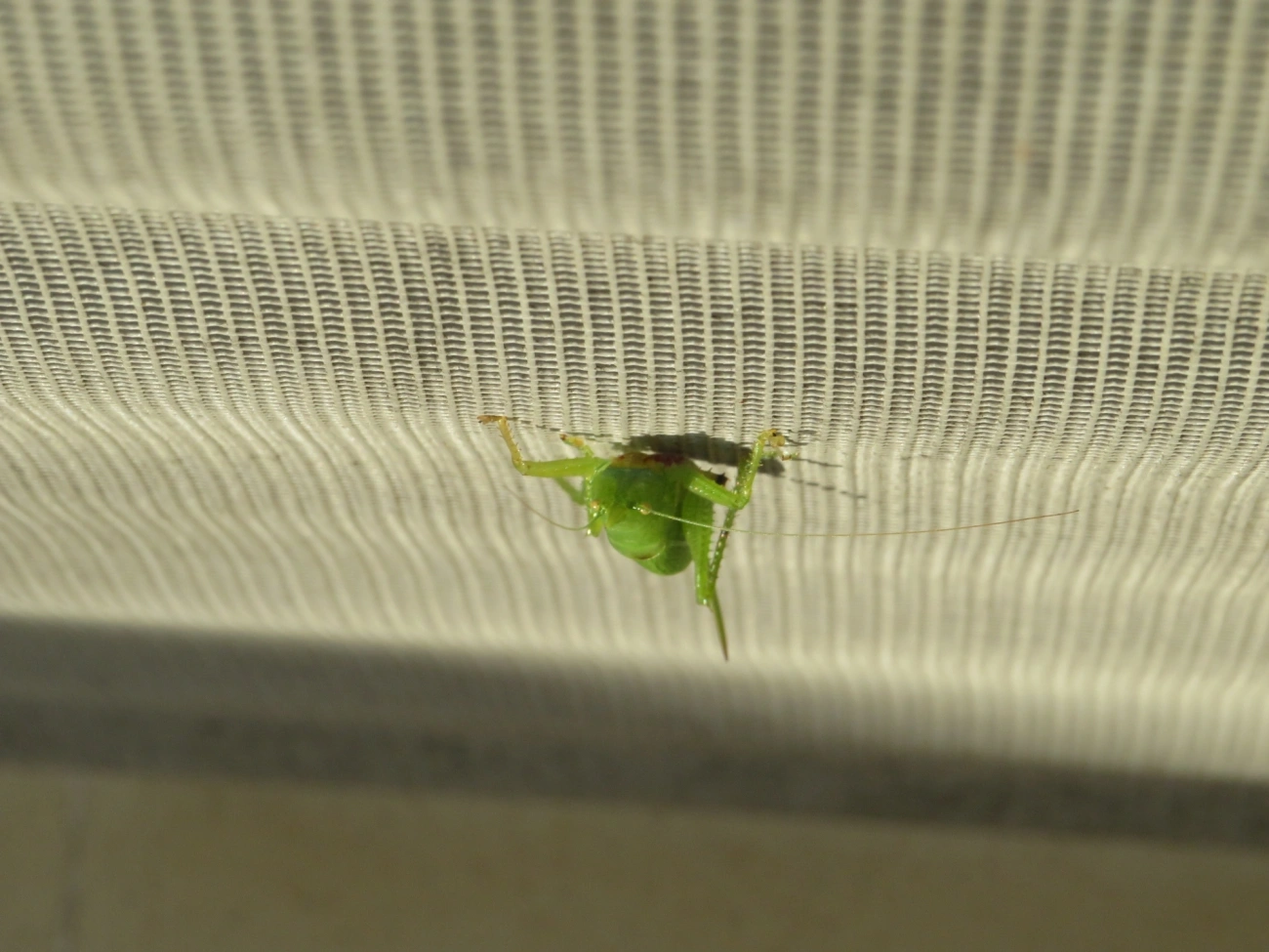 Esperança (Copiphora brachyptera), insetos, fotografado em Maresias, São Sebastião