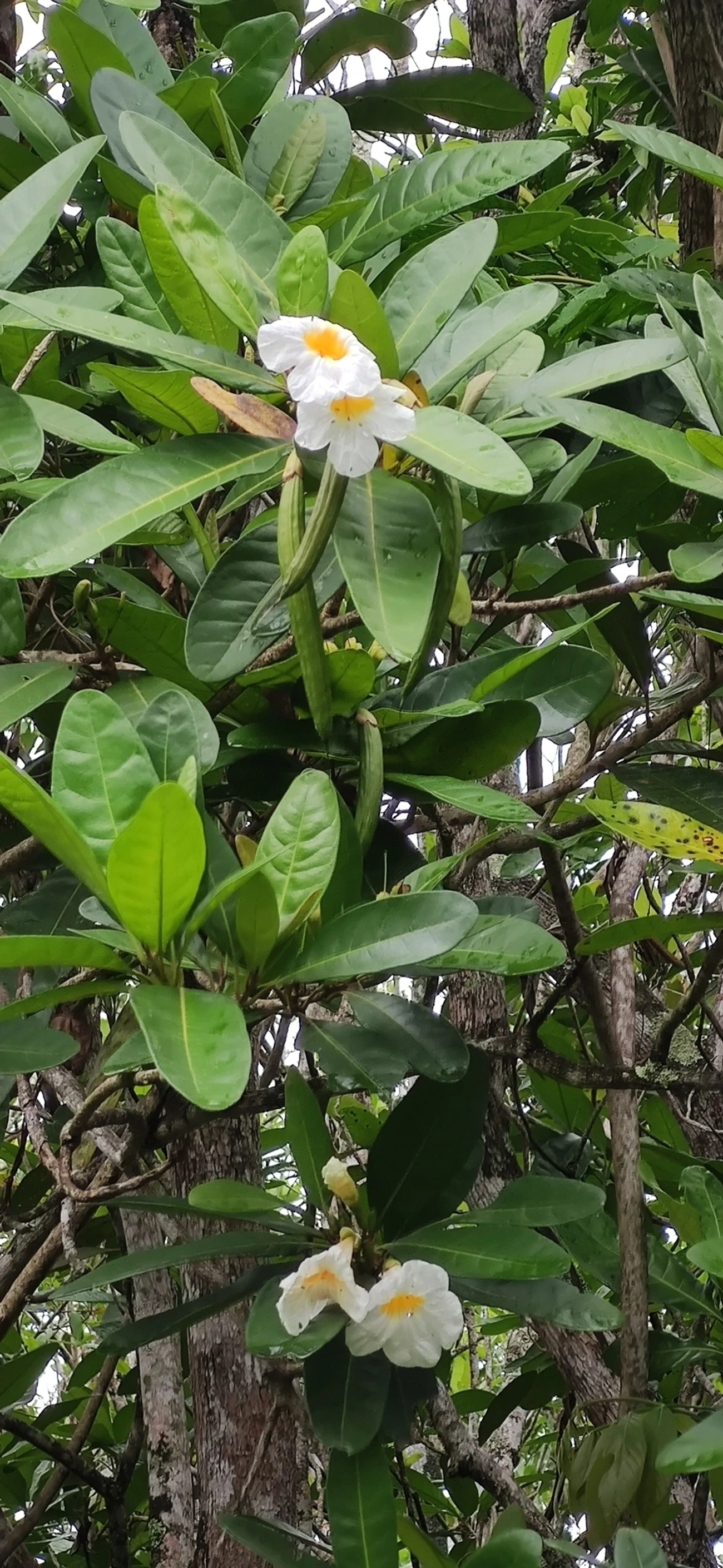 Caixeta (Tabebuia cassinoides), plantas, fotografado em São Sebastião