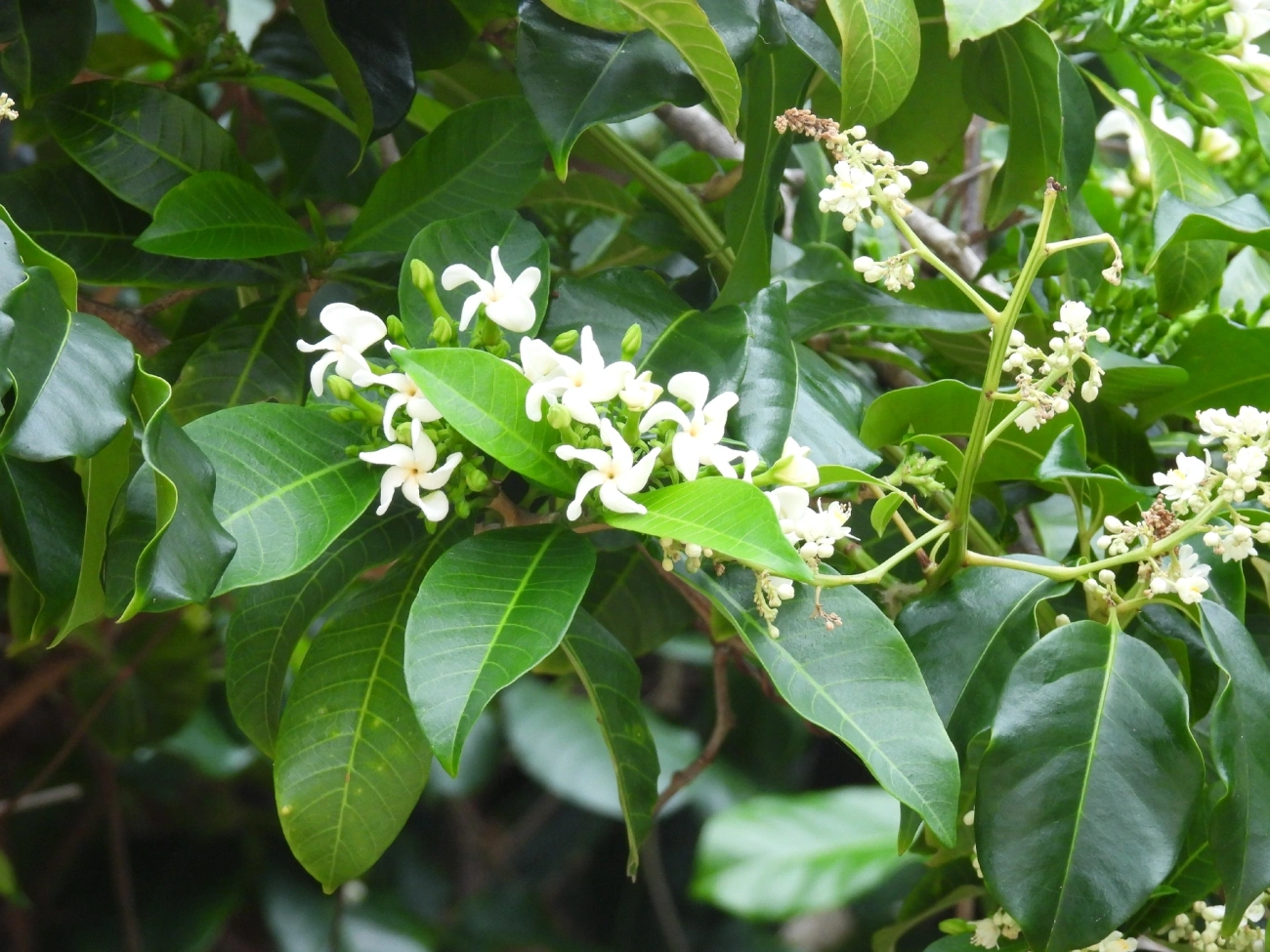 Jasmim-pipoca (Tabernaemontana catharinensis), plantas, fotografado em Maresias, São Sebastião