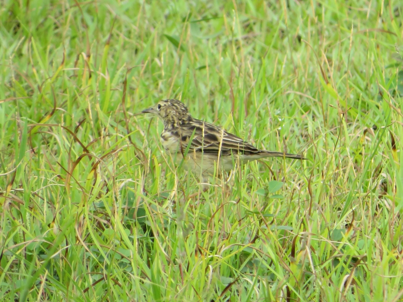 Caminheiro-zumbidor (Anthus chii), aves, fotografado em Maresias, São Sebastião
