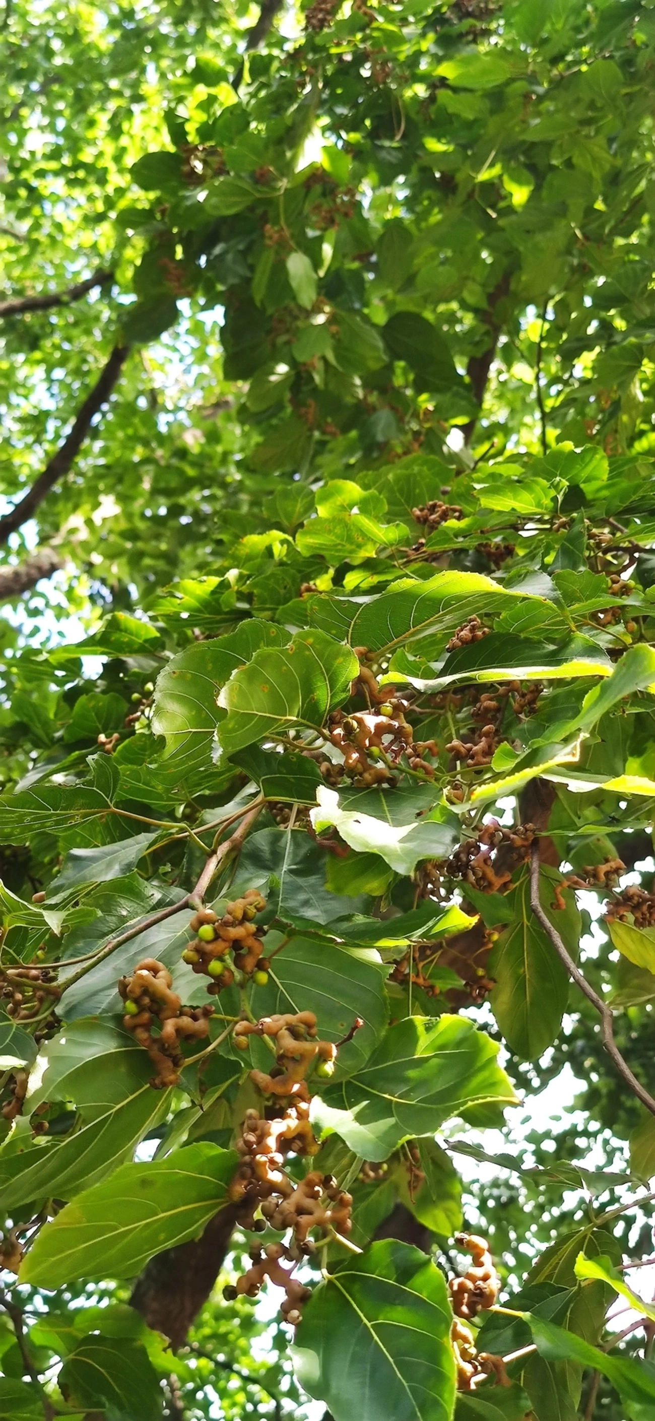Uva-do-Japão (Hovenia dulcis), plantas, fotografado em Vila Santo Estevão, São Paulo