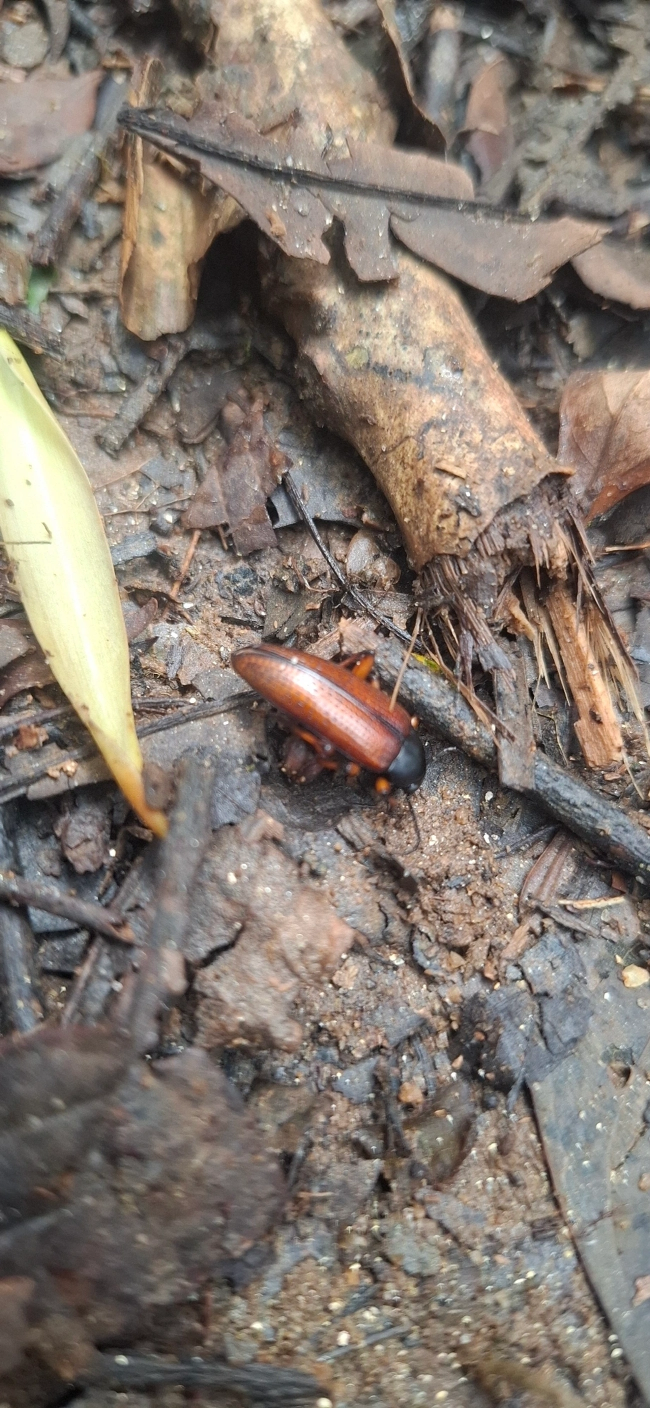 Tenébrios e afins (Tenebrionidae), insetos, fotografado em São Sebastião