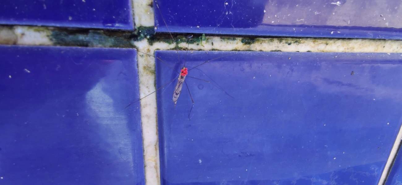 Berytidae, insetos, fotografado em Maresias, São Sebastião