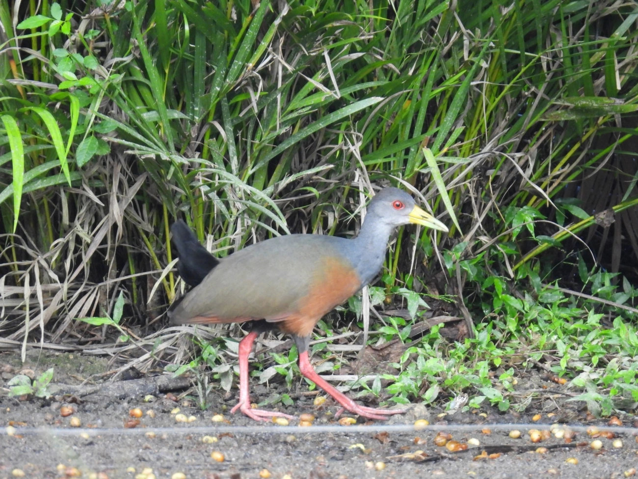 Saracura-três-potes (Aramides cajaneus), aves, fotografado em Maresias, São Sebastião