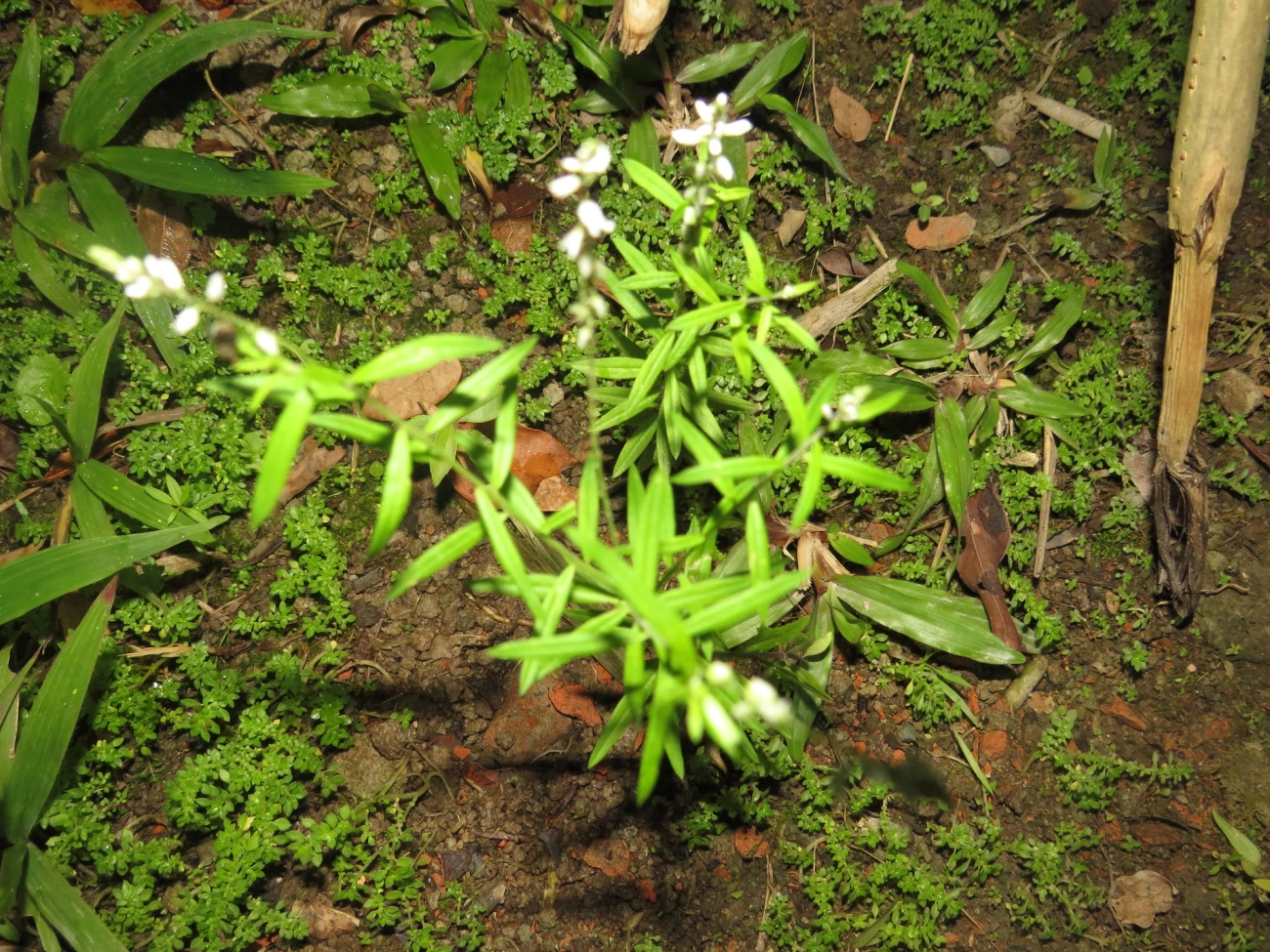 Barba-de-são-pedro (Senega paniculata), plantas, fotografado em Maresias, São Sebastião
