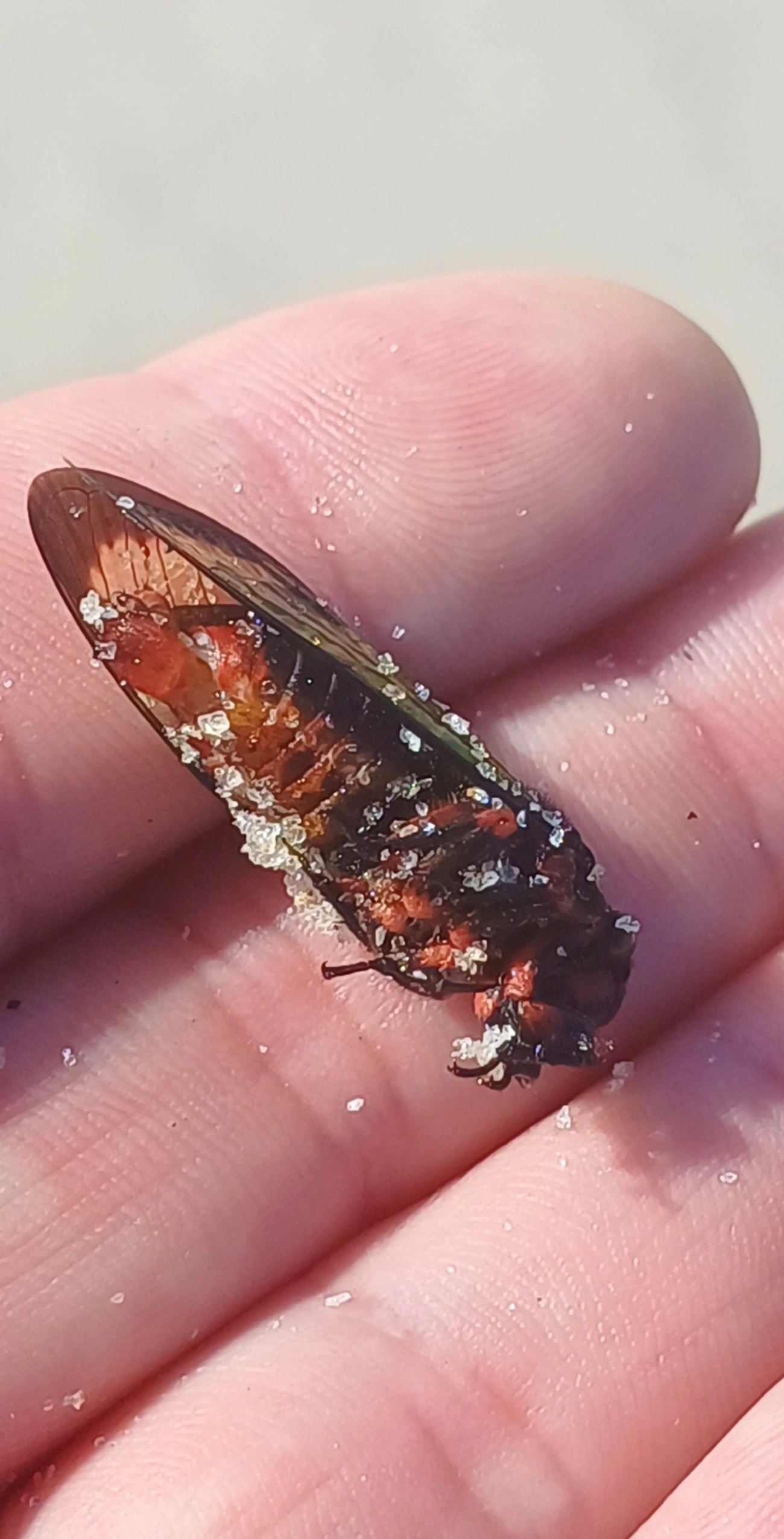 Cigarra-Formosa (Carineta diardi), insetos, fotografado em Maresias, São Sebastião