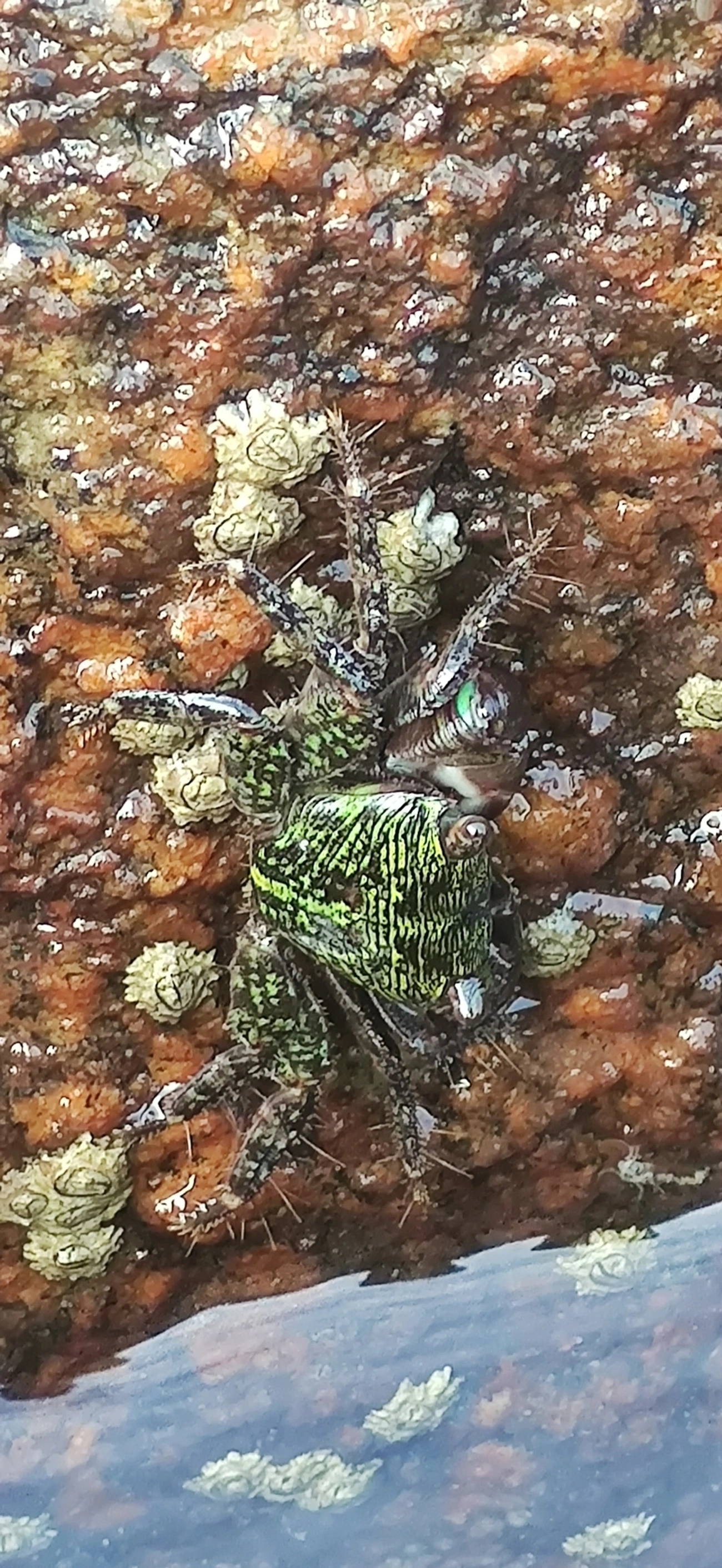 Caranguejo-verde (Pachygrapsus transversus), crustáceos, fotografado em Maresias, São Sebastião