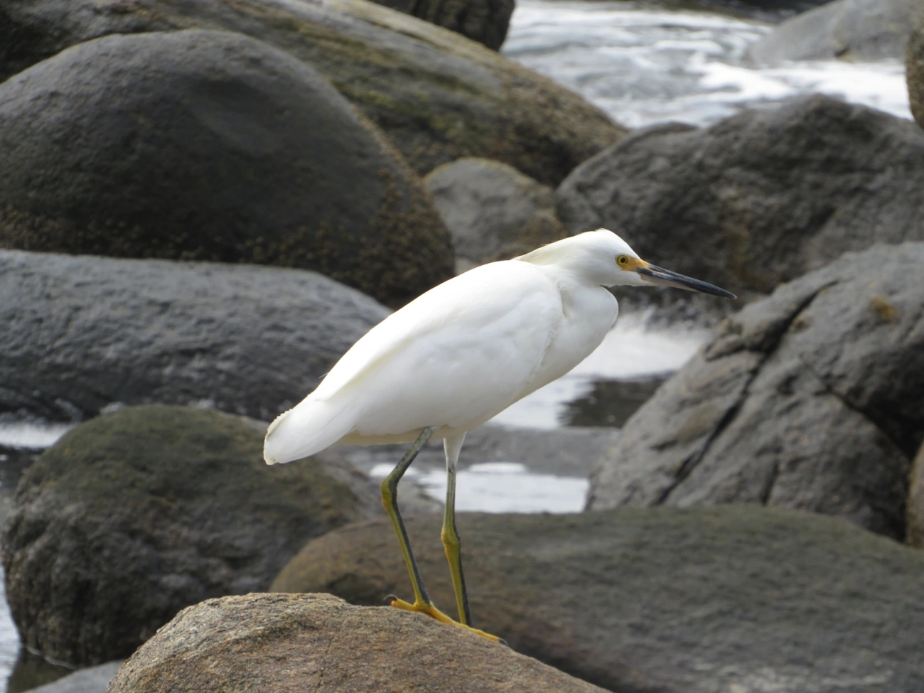 Garça-branca-pequena (Egretta thula), aves, fotografado em Maresias, São Sebastião