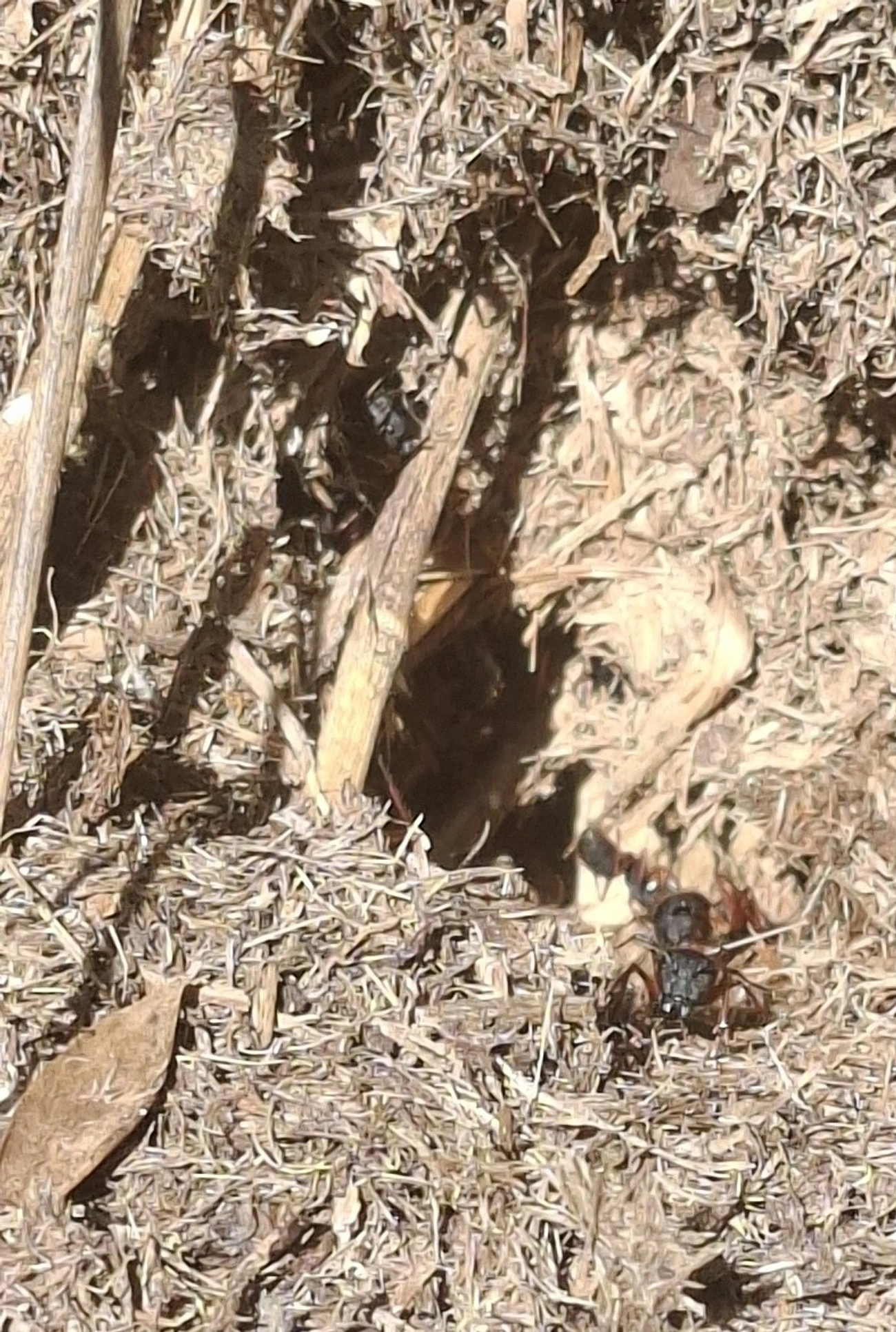 Sarassará-de-pernas-ruivas (Camponotus rufipes), insetos, fotografado em Queluz