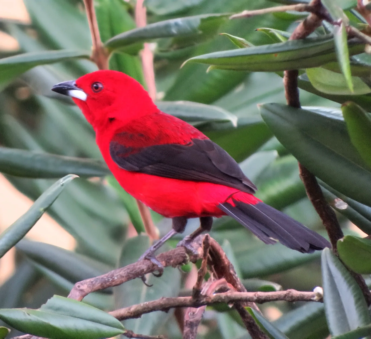 Tiê-sangue (Ramphocelus bresilius), aves, fotografado em Maresias, São Sebastião