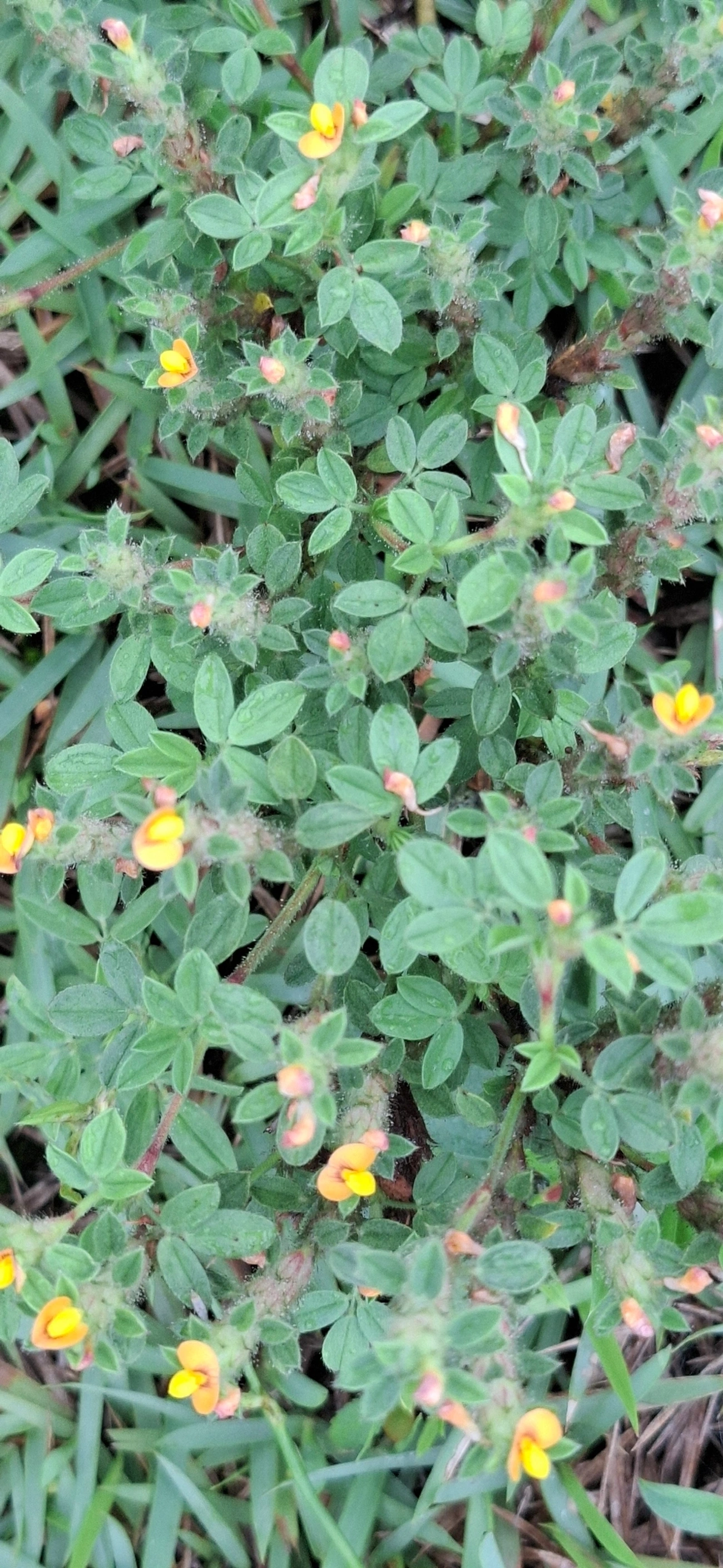 Stylosanthes, plantas, fotografado em Maresias, São Sebastião