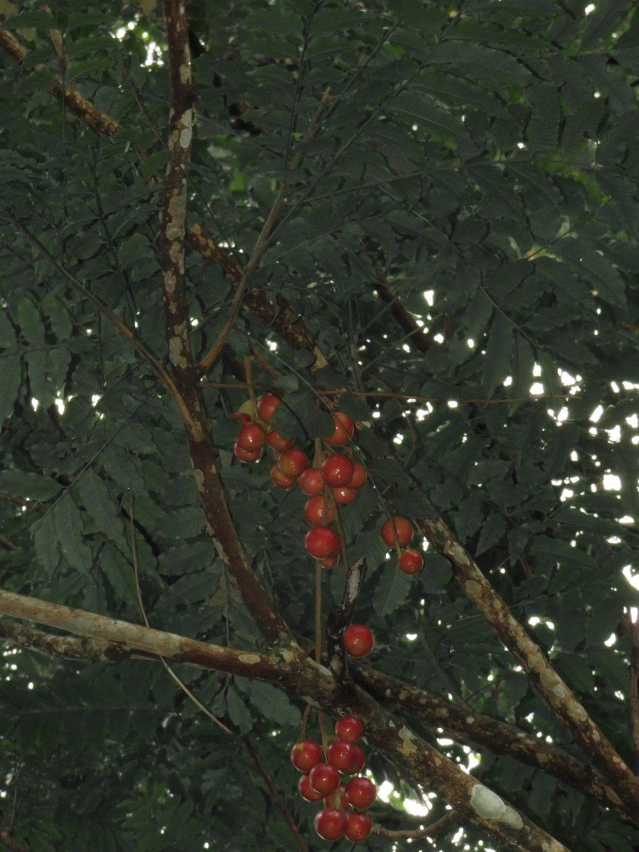 Canjerana (Cabralea canjerana), plantas, fotografado em Maresias, São Sebastião