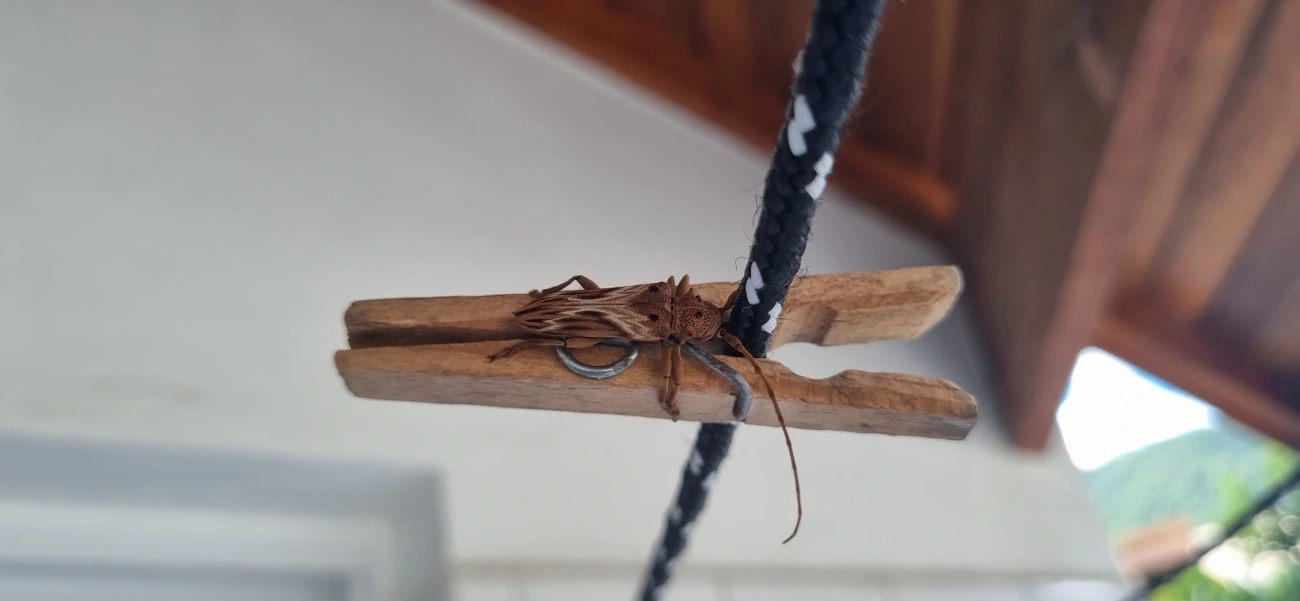 Rhaphiptera nodifera, insetos, fotografado em Maresias, São Sebastião