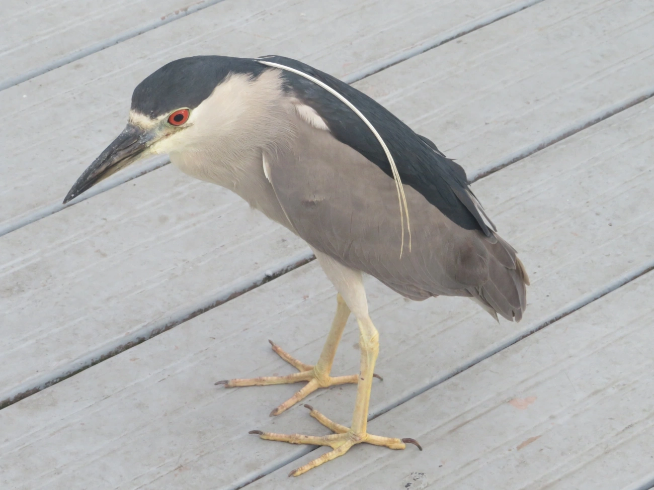 Socó-dorminhoco (Nycticorax nycticorax), aves, fotografado em Ilhabela