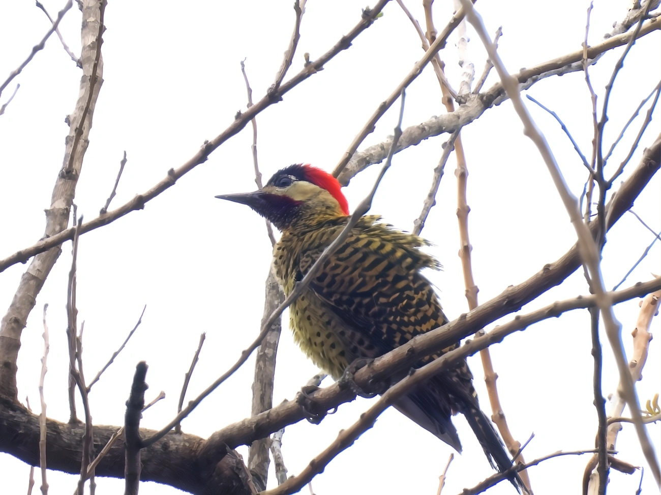 Pica-pau-verde-barrado (Colaptes melanochloros), aves, fotografado em Maresias, São Sebastião