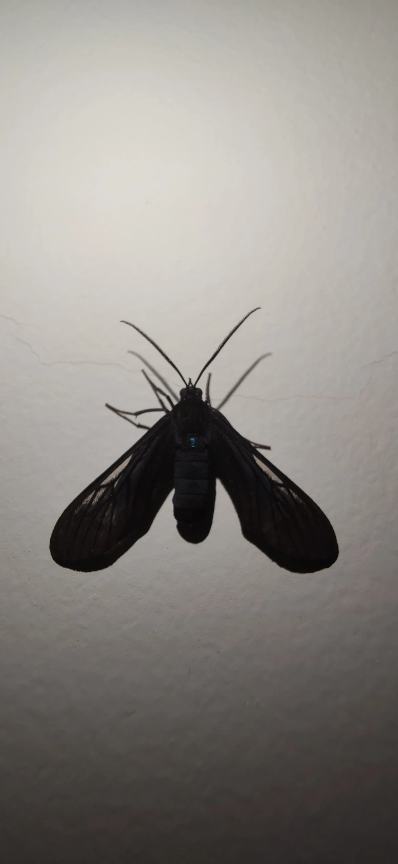 Macrocneme, insetos, fotografado em Maresias, São Sebastião