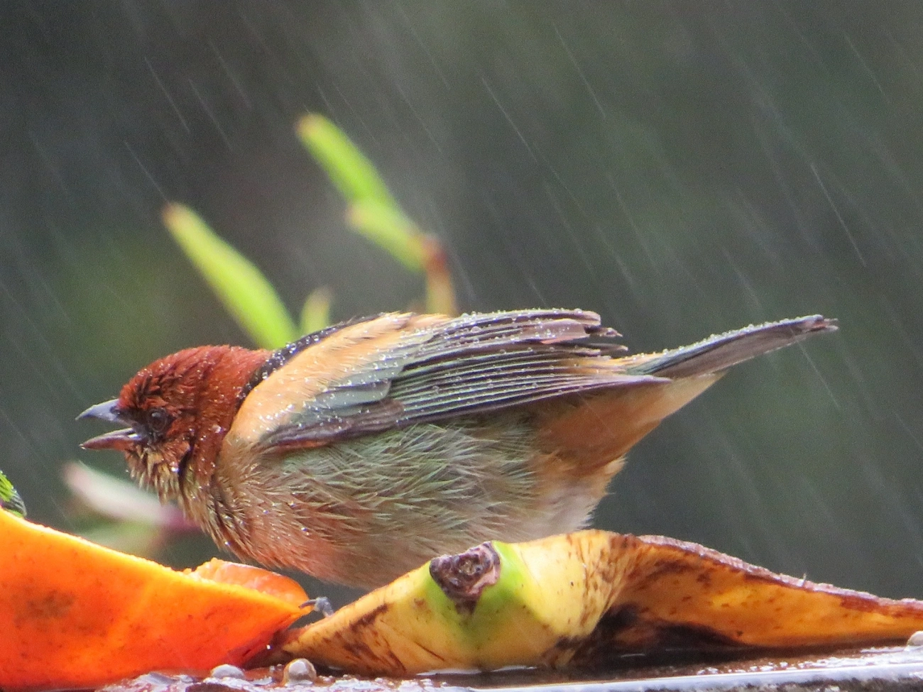 Saíra-sapucaia (Stilpnia peruviana), aves, fotografado em São Paulo