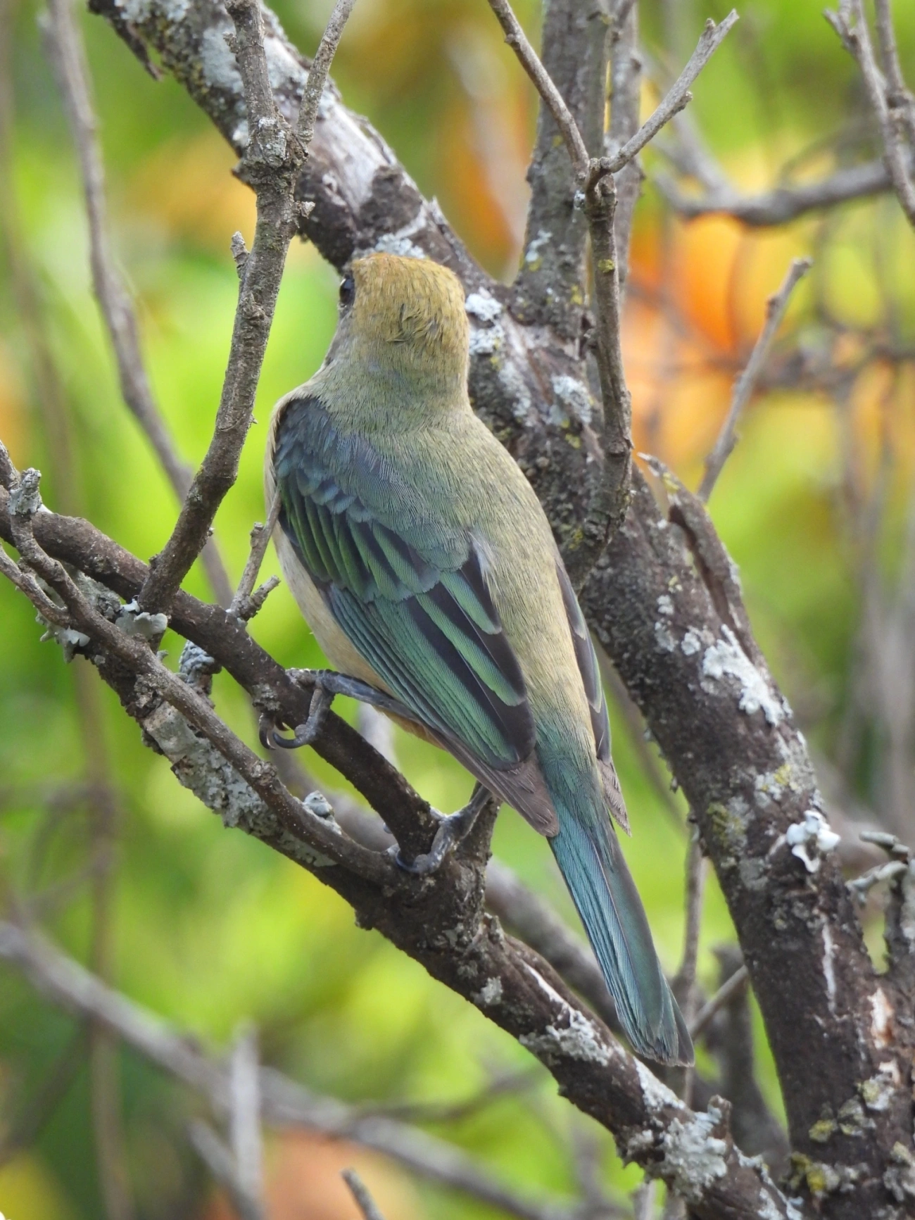 Saíra-amarela (Stilpnia cayana), aves, fotografado em Socorro