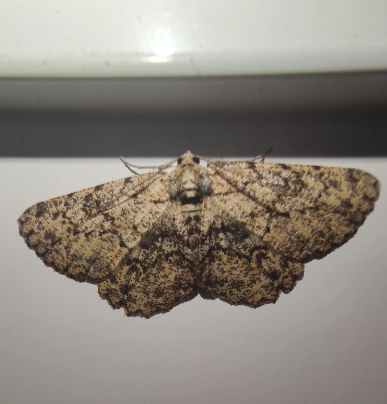 Hypomecis, insetos, fotografado em Maresias, São Sebastião