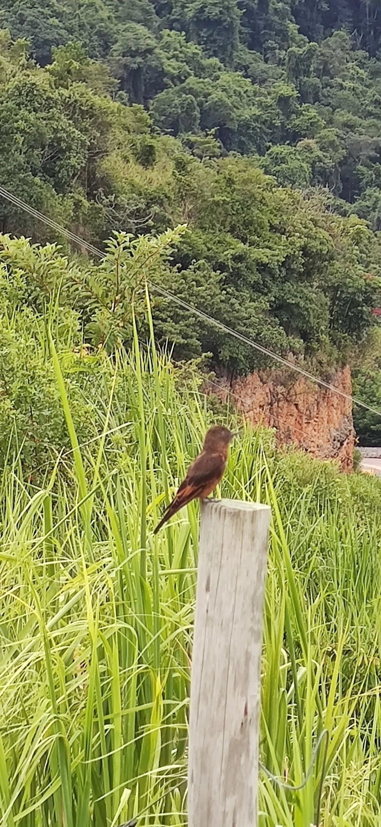 Gibão-de-couro (Hirundinea ferruginea), aves, fotografado em Barequecaba, São Sebastião