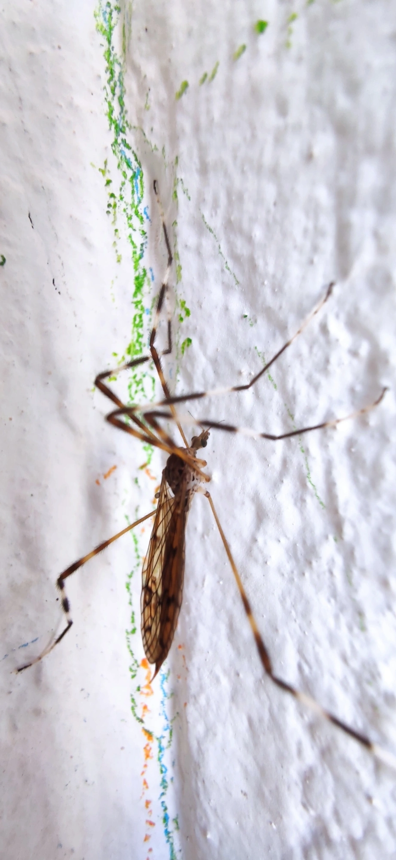 Lecteria bicornuta, insetos, fotografado em Maresias, São Sebastião