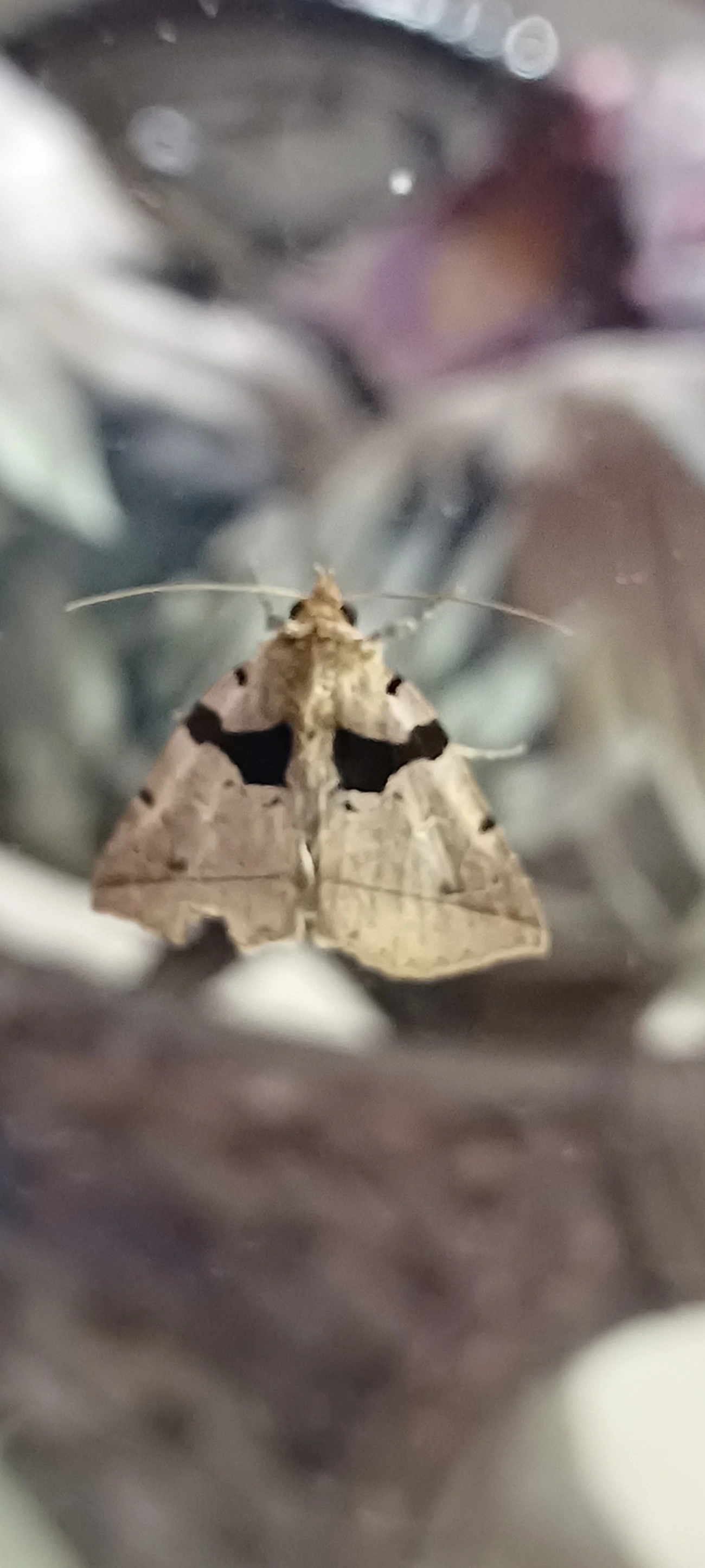 Athyrma, insetos, fotografado em Maresias, São Sebastião