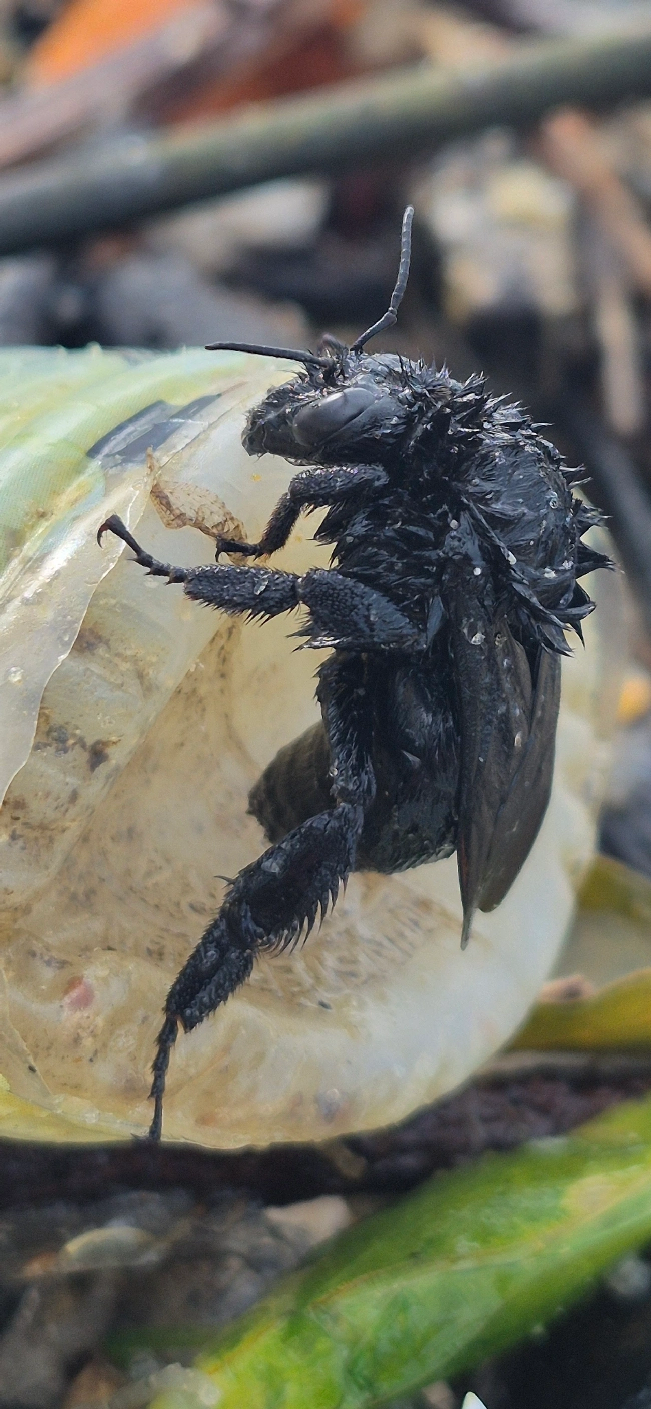 Bombus morio, insetos, fotografado em Maresias, São Sebastião