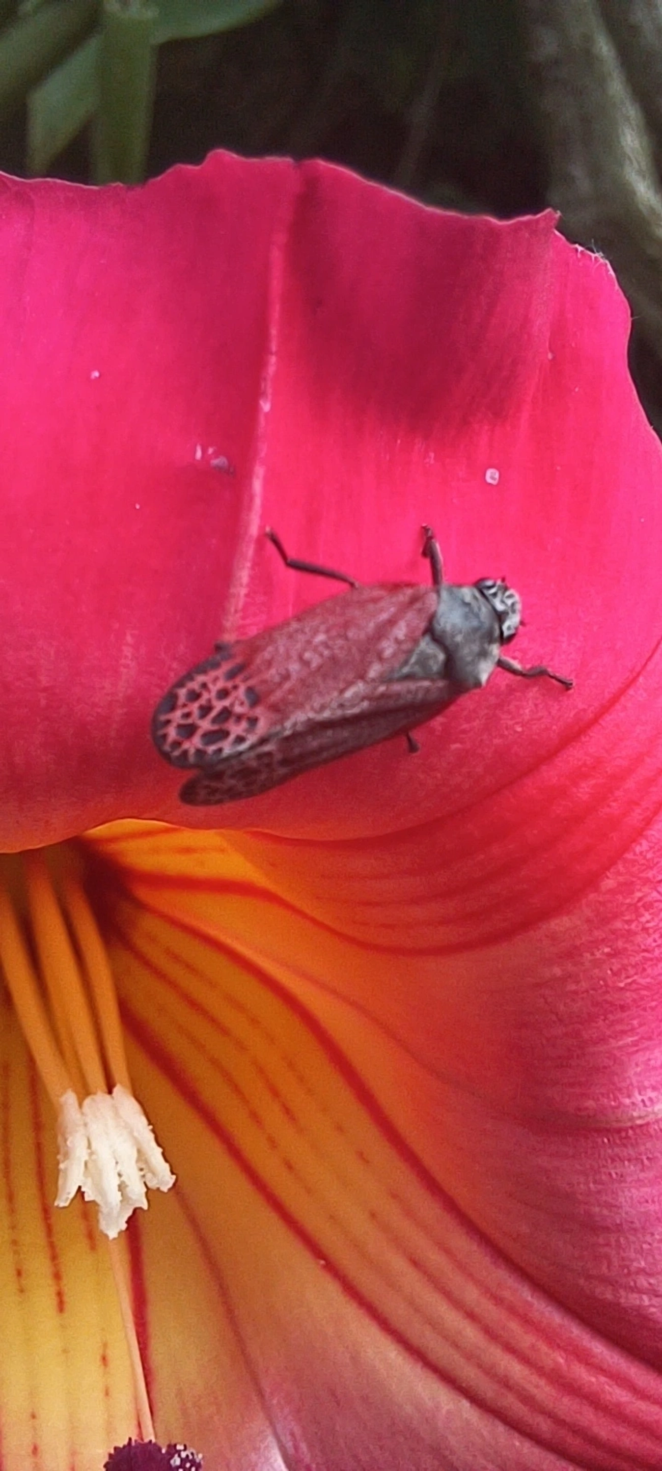 Cigarrinha-de-asa-vermelha (Mahanarva rubripennis), insetos, fotografado em Maresias, São Sebastião