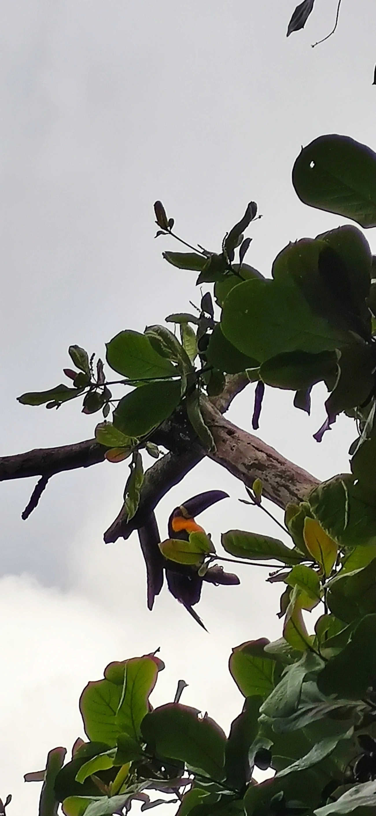 Tucano-de-ariel (Ramphastos vitellinus), aves, fotografado em São Paulo