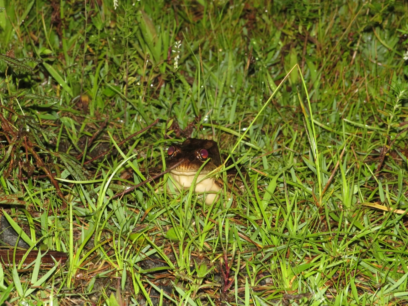 Rã-manteiga (Leptodactylus latrans), anfíbios, fotografado em Maresias, São Sebastião